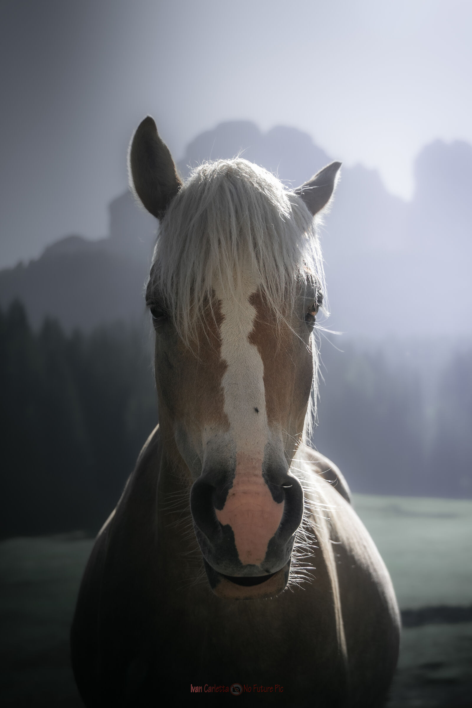 Un cavallo senza nome