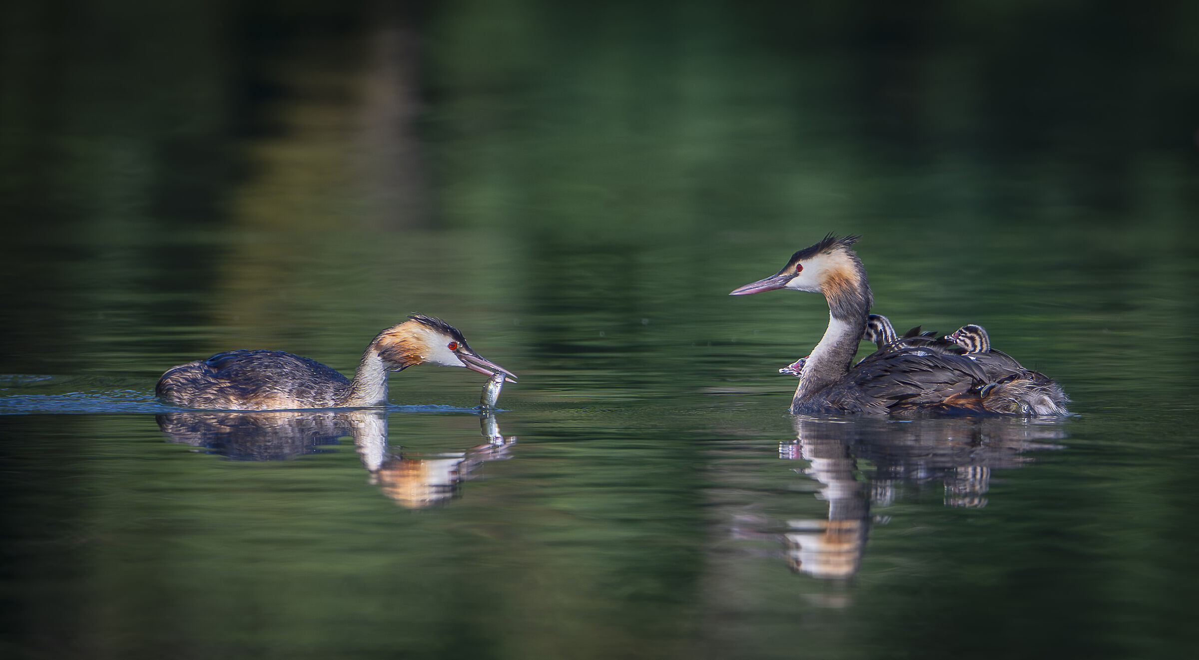 grebes - here comes the gruel
