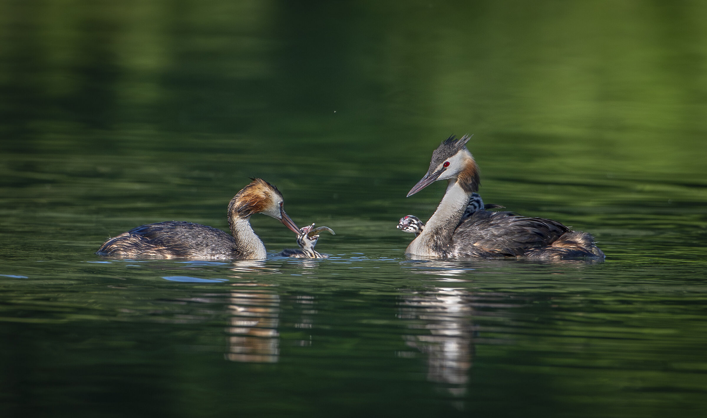 Grebes