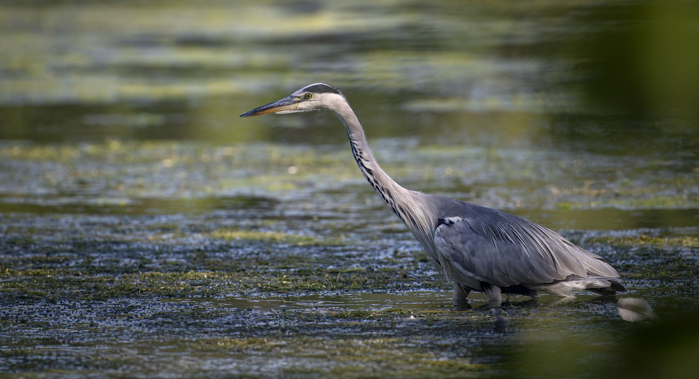 Grey heron