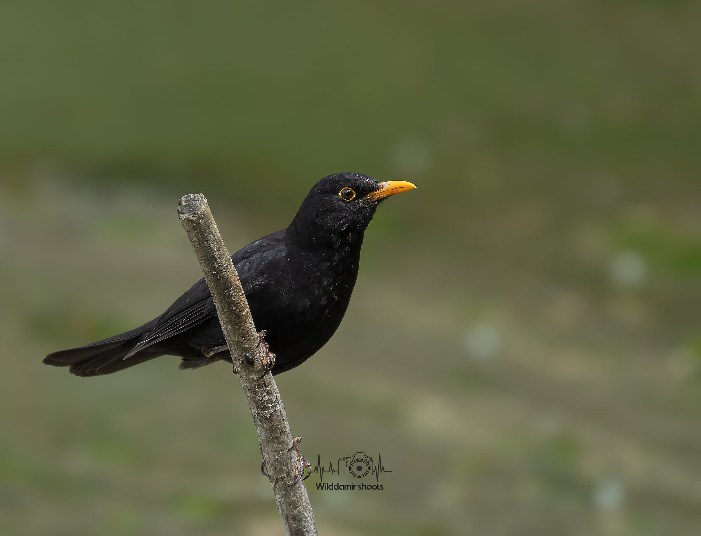 Blackbird