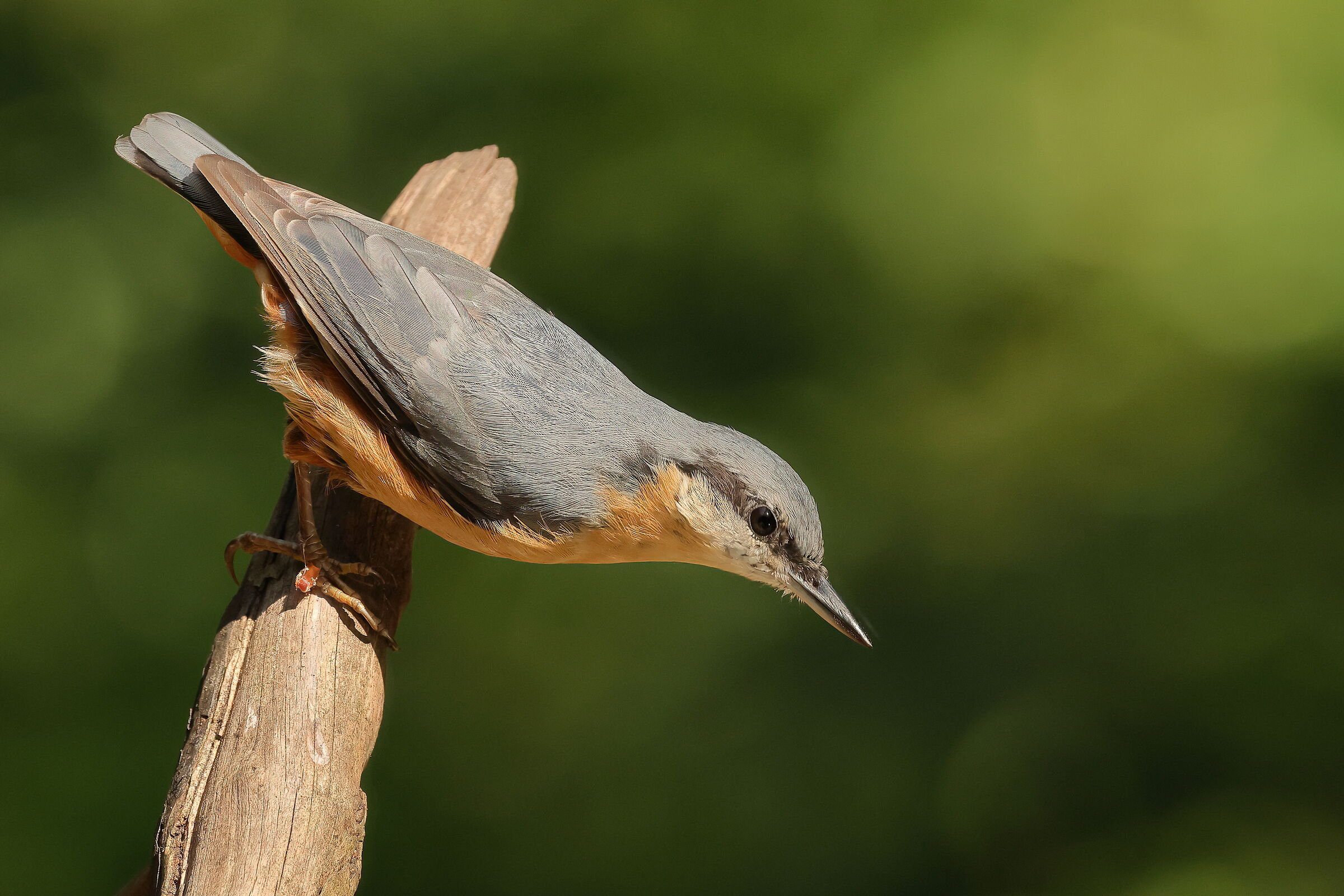 Wood nuthatch