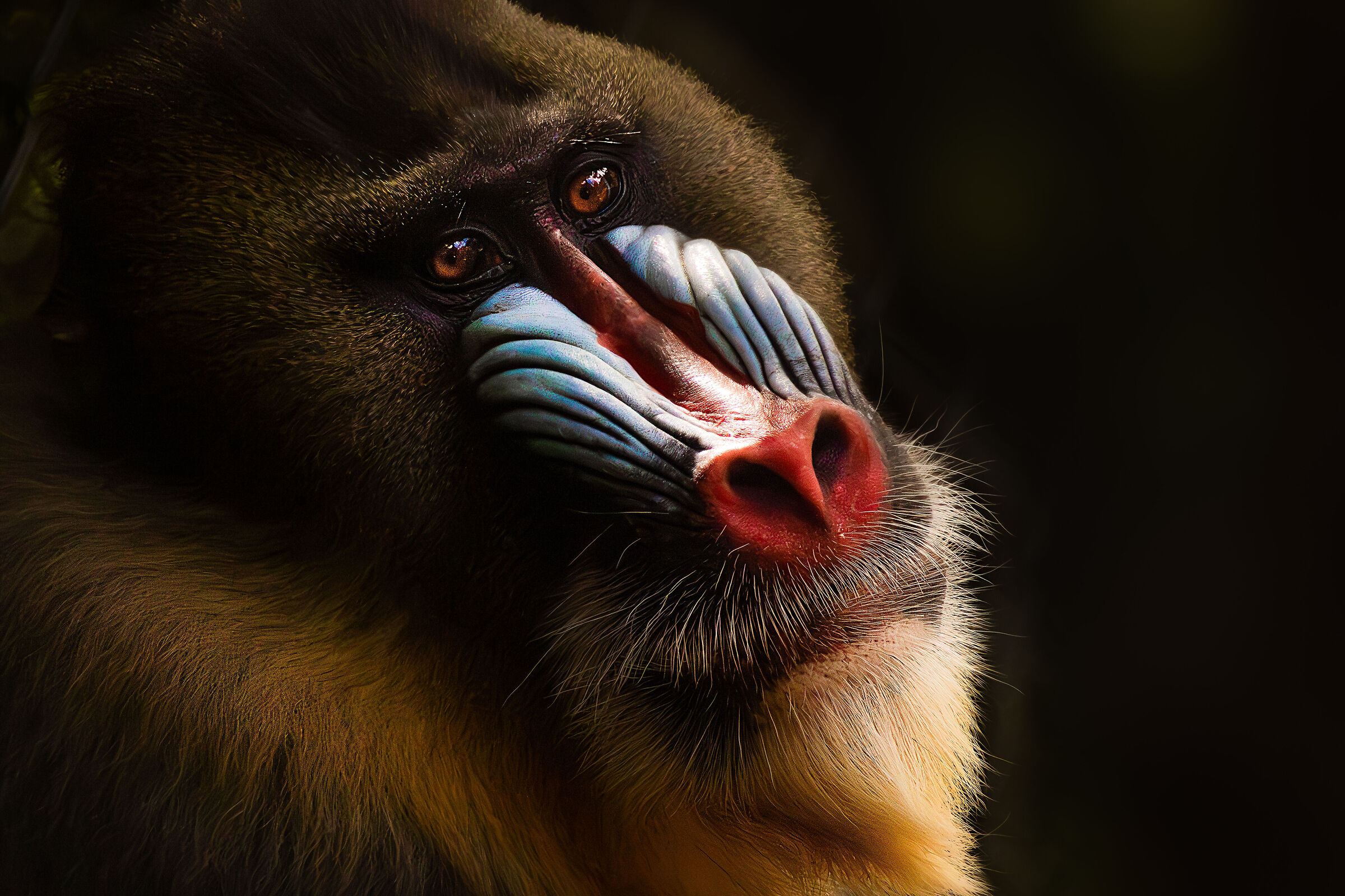 Mandrillus Sphinx