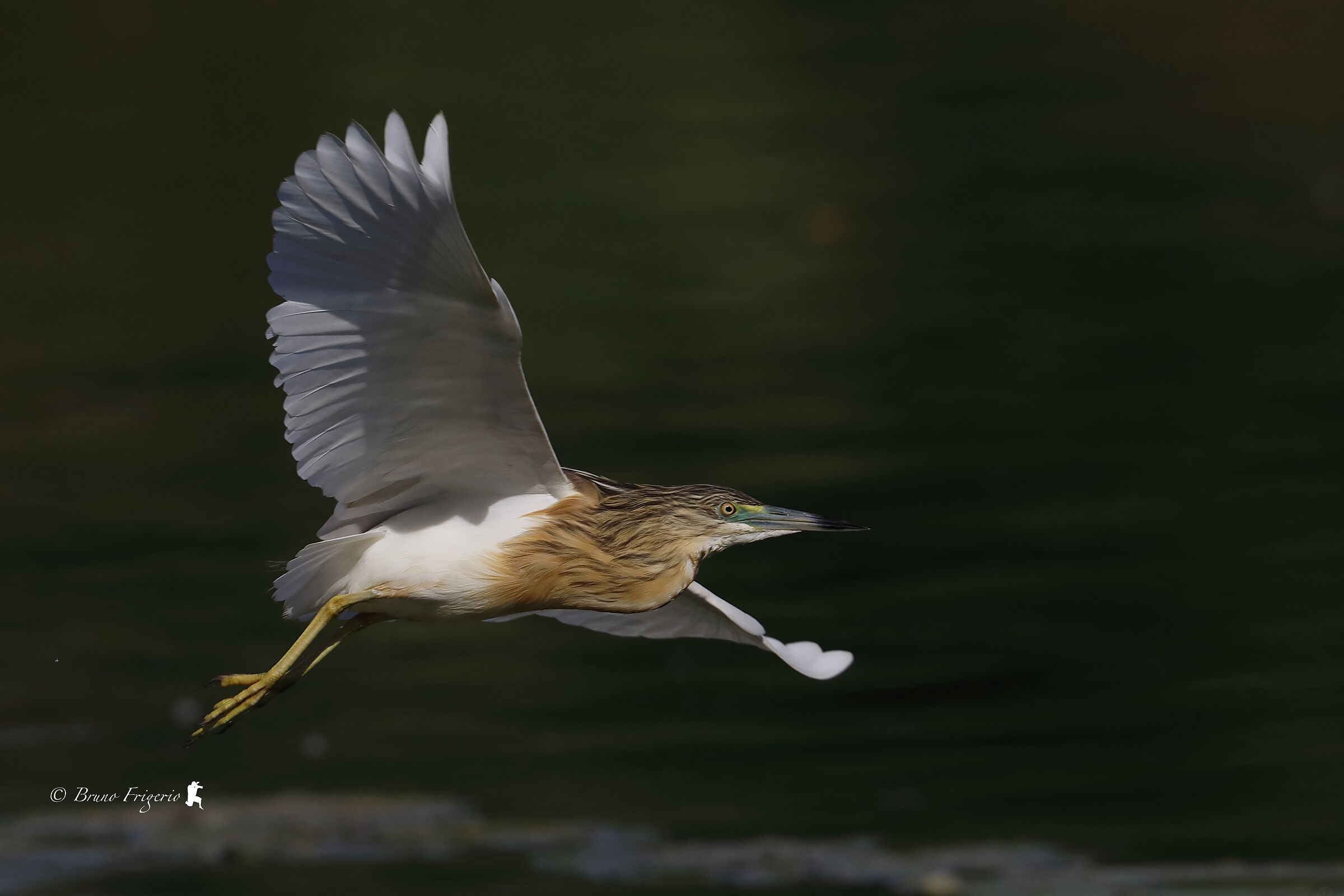 squacco heron