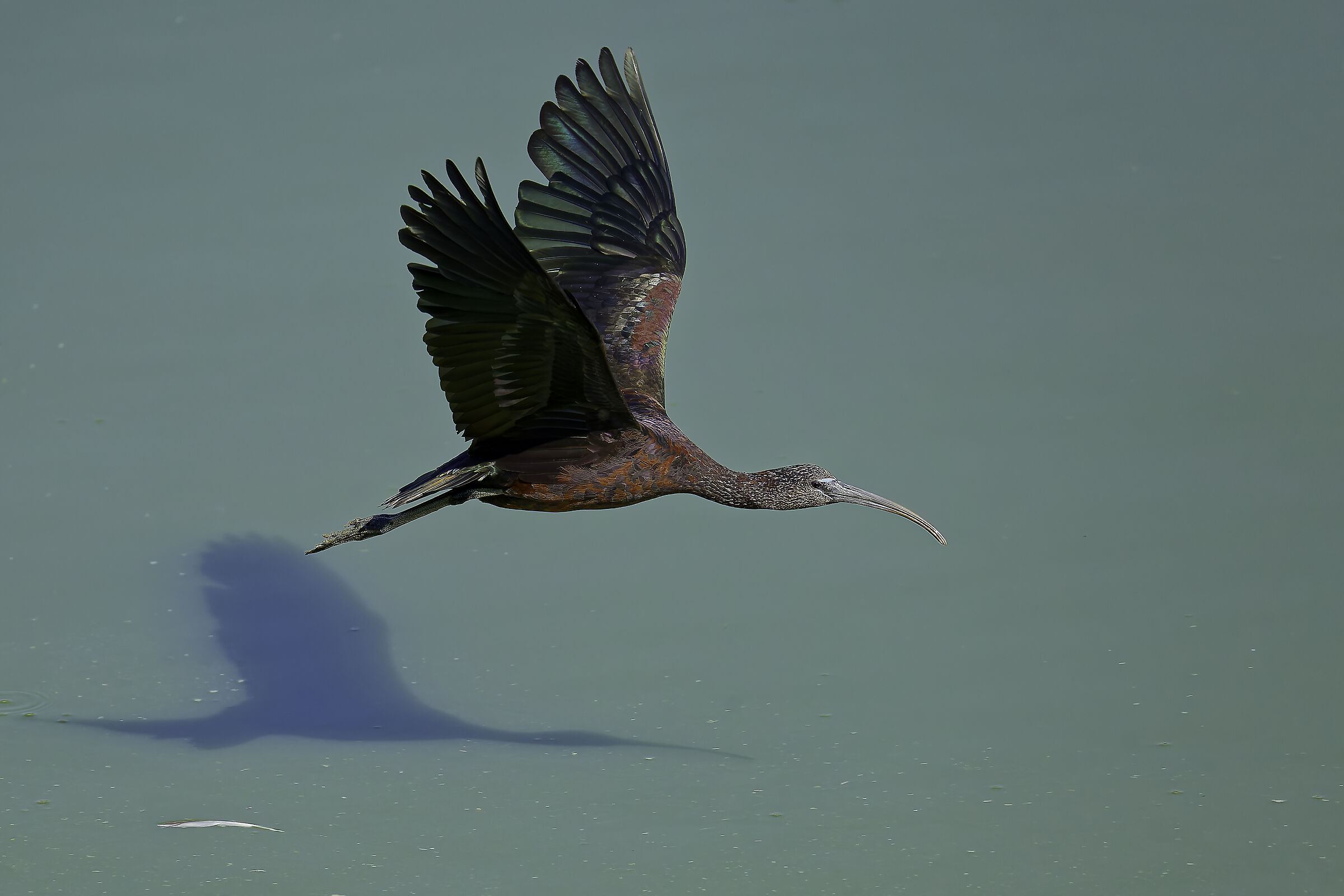 Glossy ibis