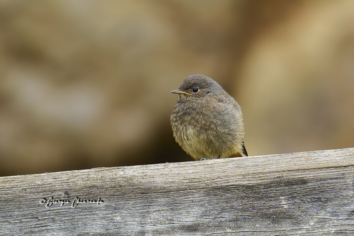 Codirosso spazzacamino Juv
