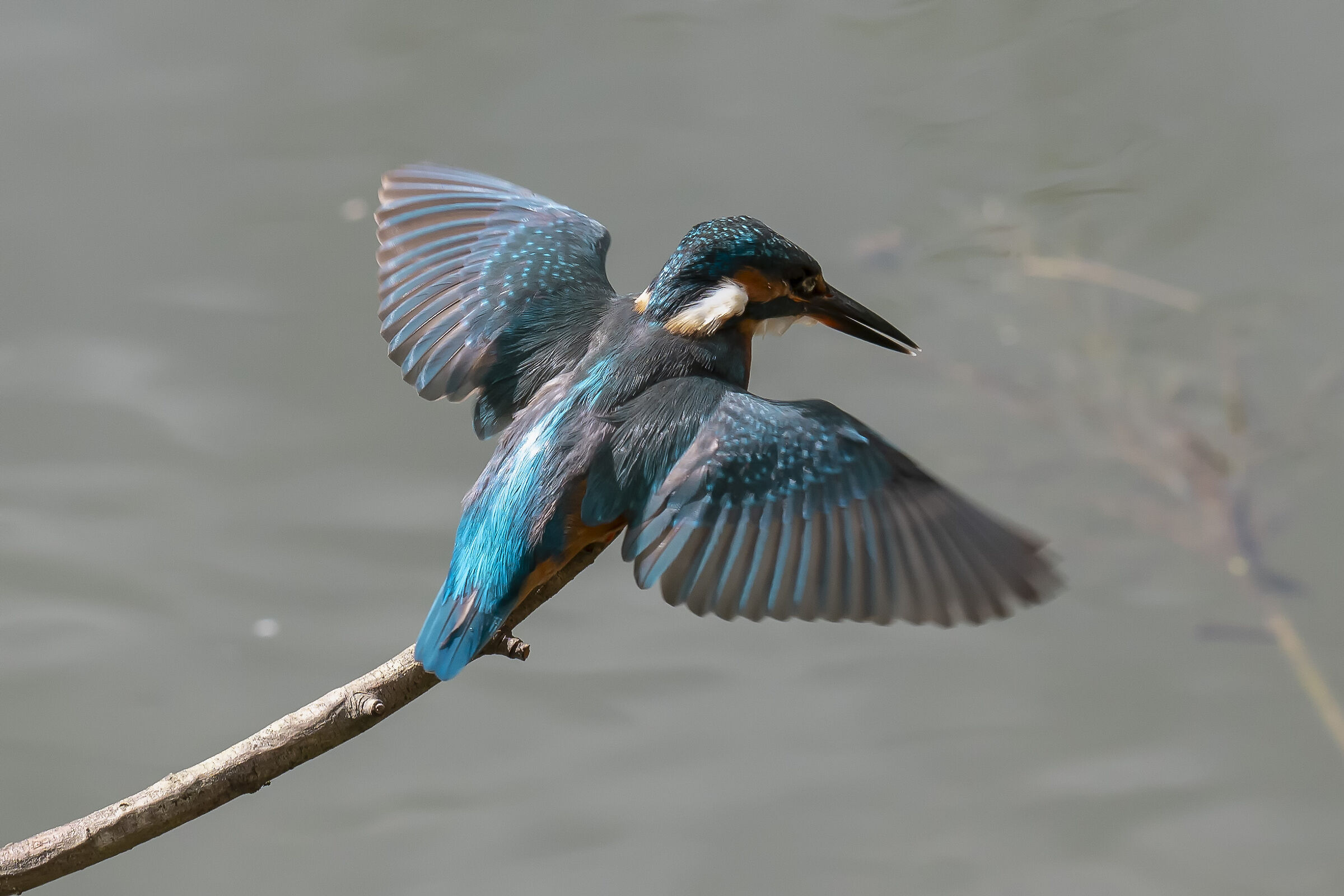 Kingfisher