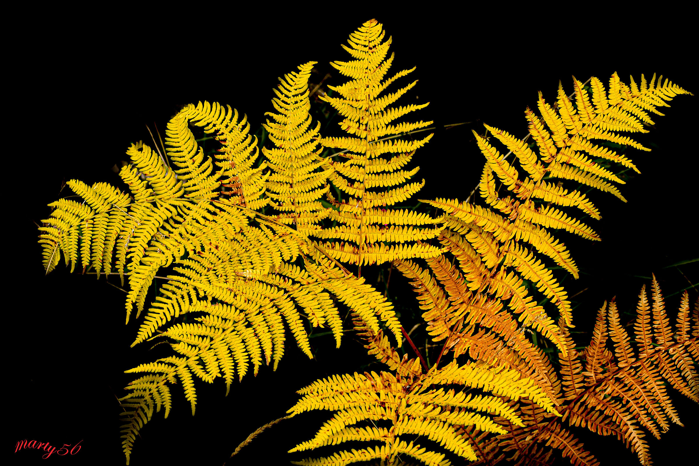 Summer fern