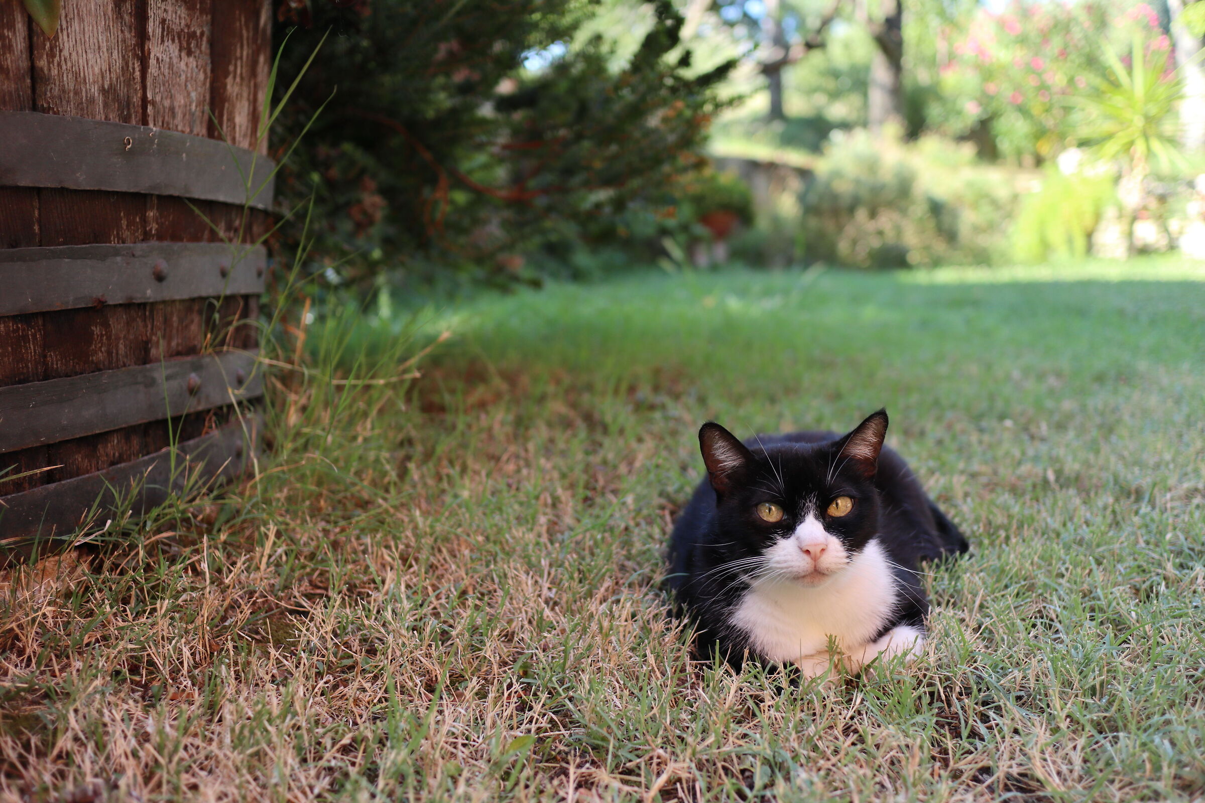 Cat