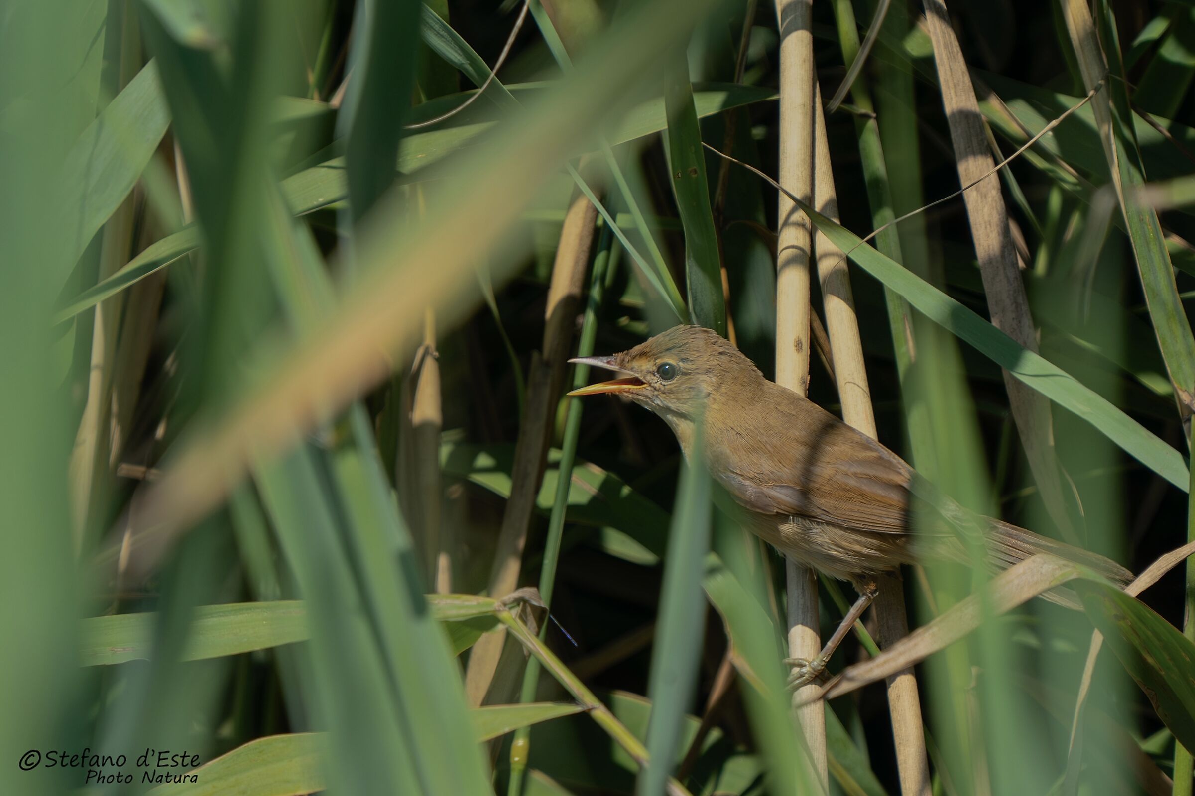 Reed Warbler