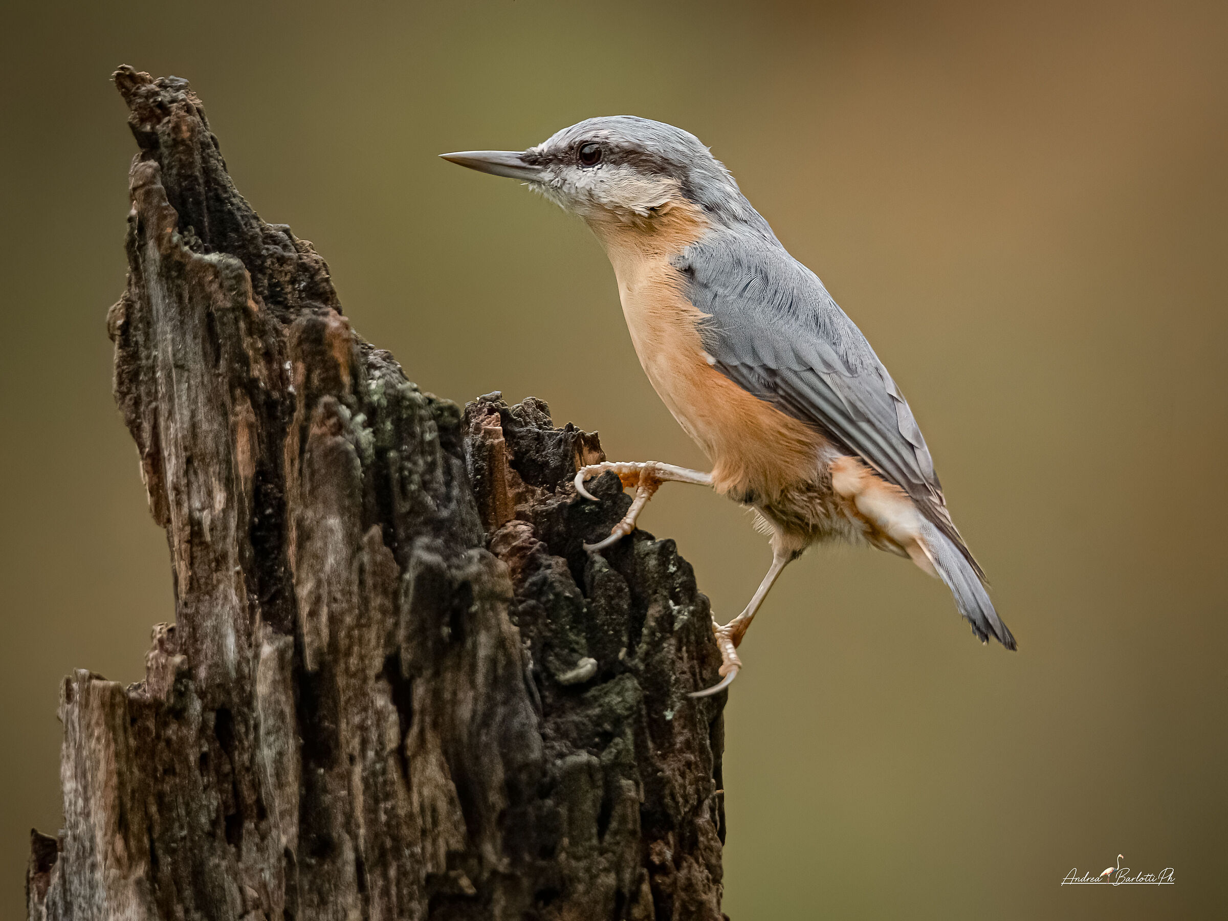 Wood nuthatch