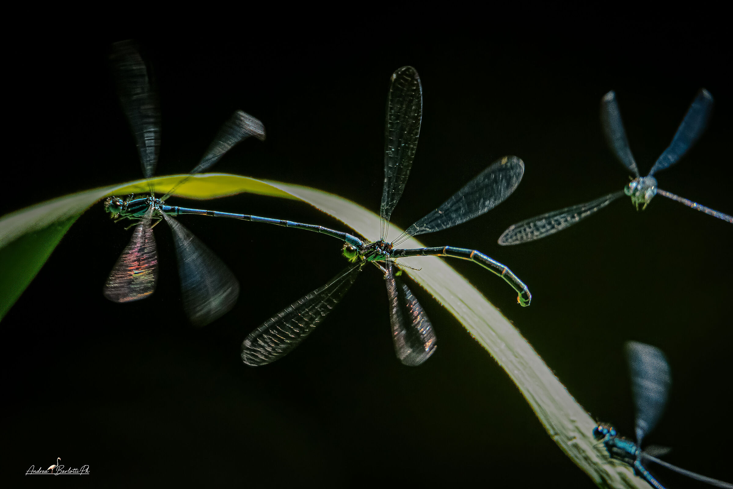 Loves in flight