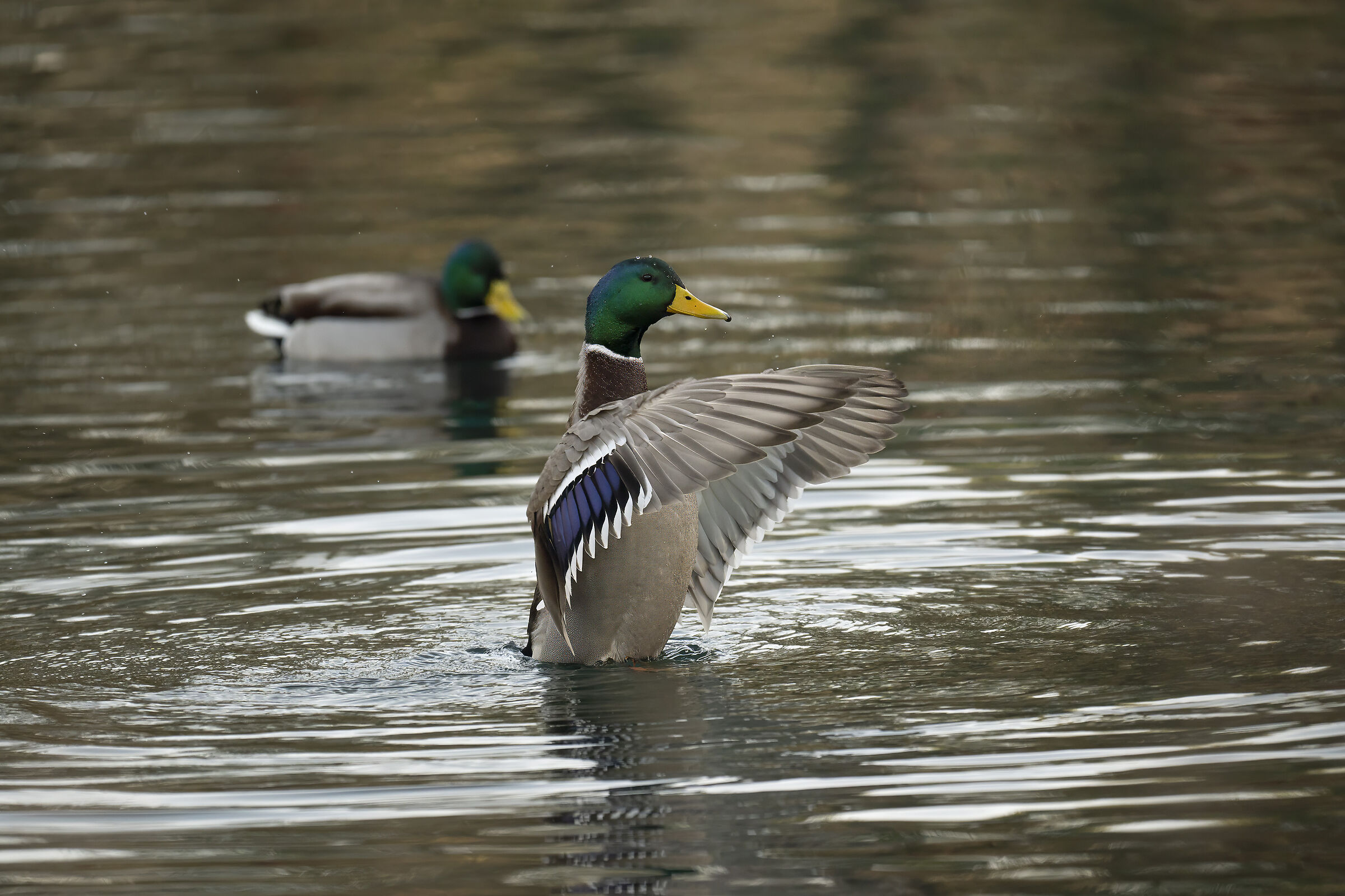 Mallard