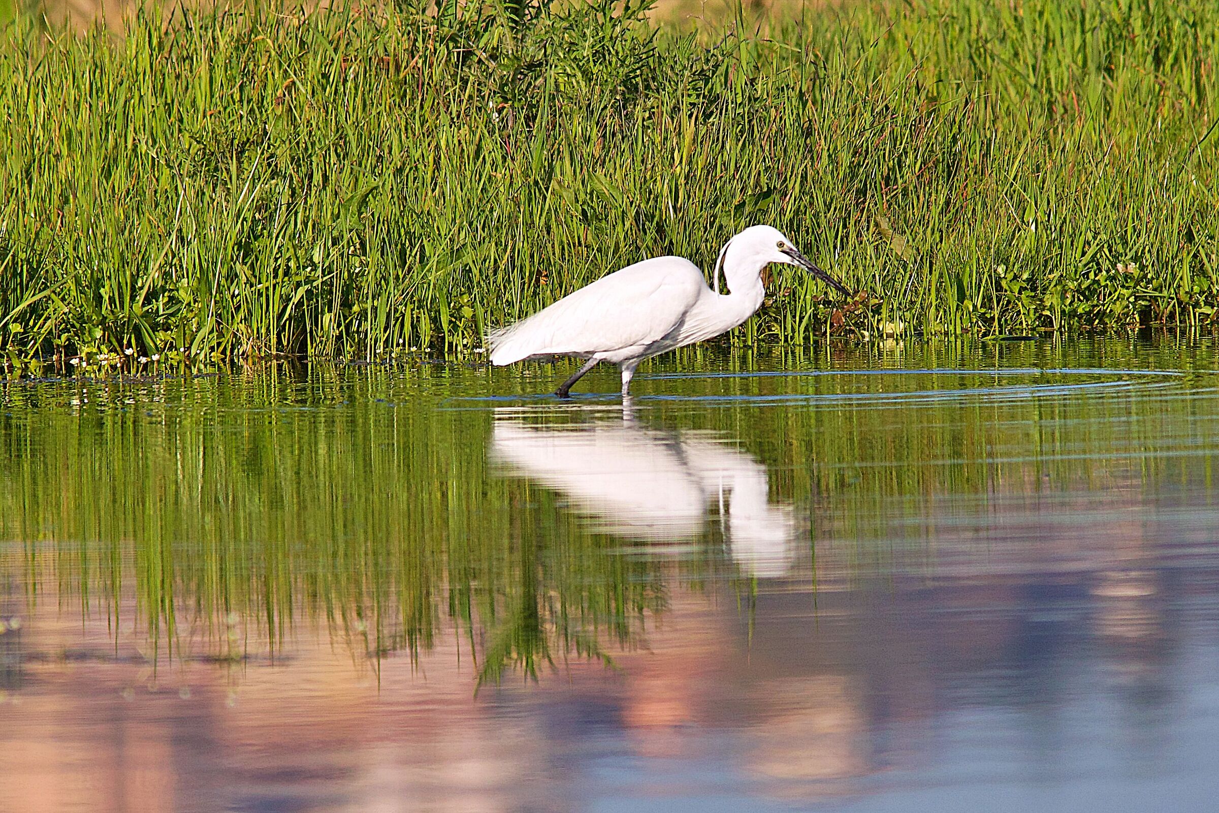 Egret