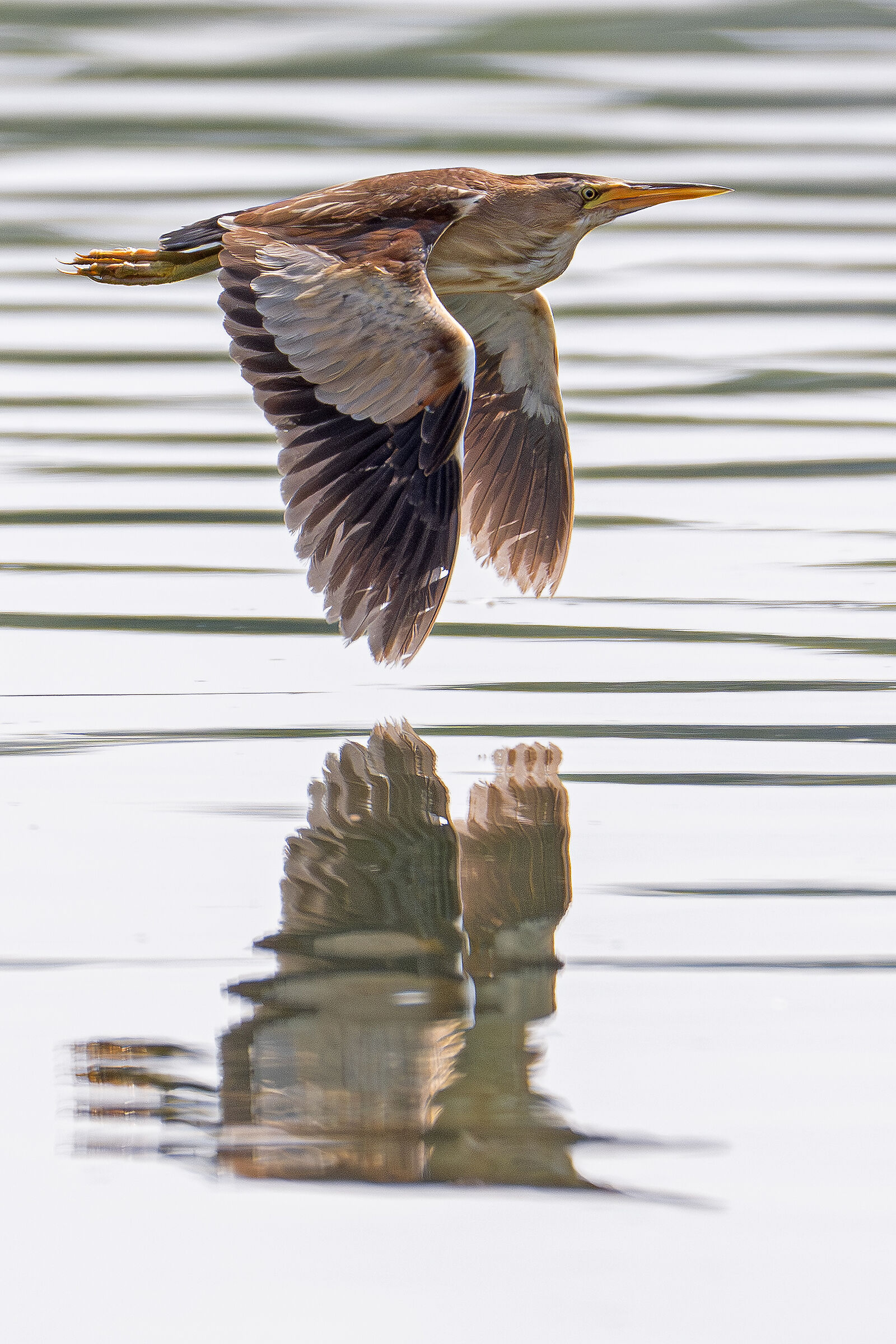 Little Bittern in the Mirror