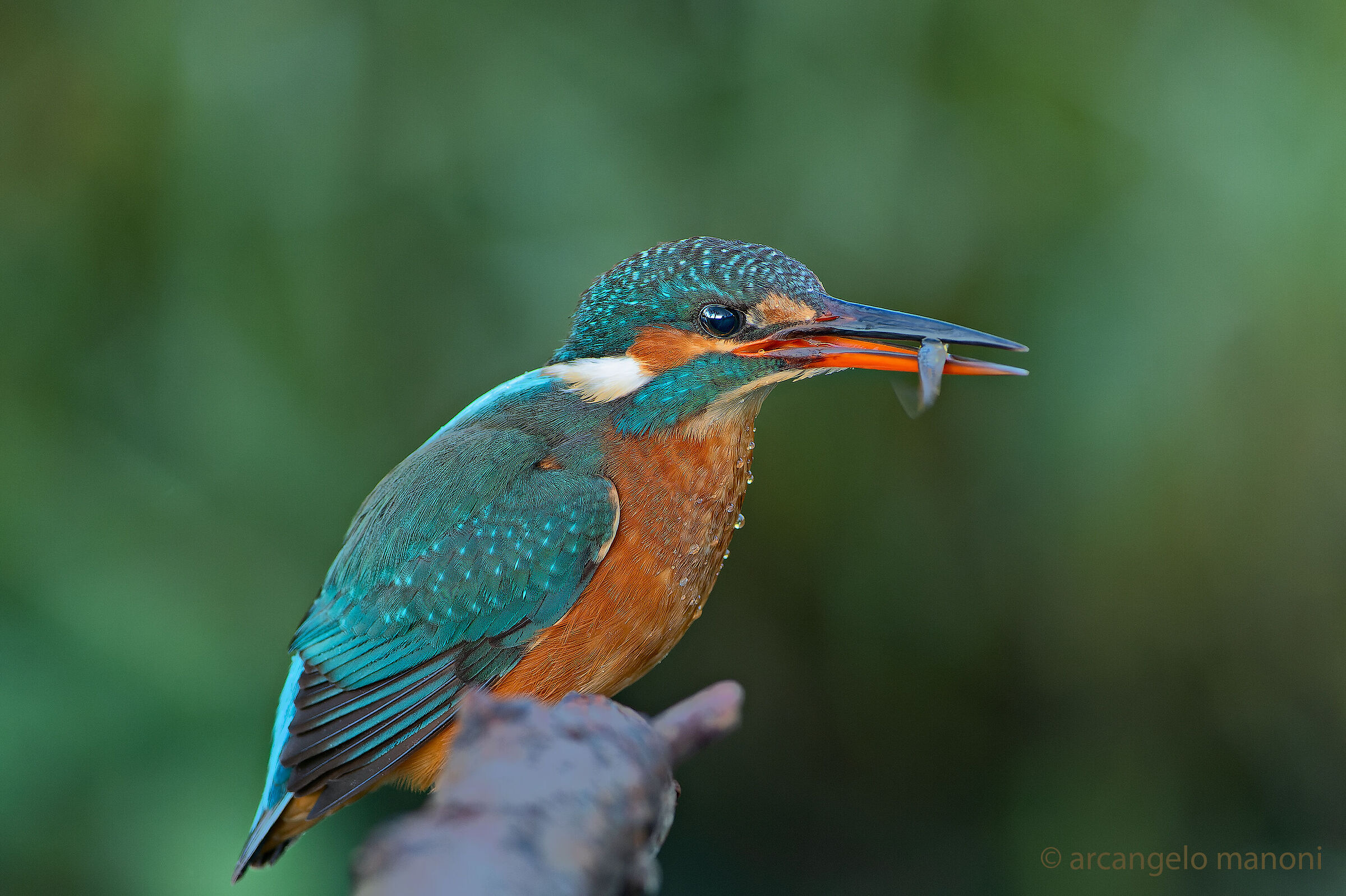 Una martina con piccola preda