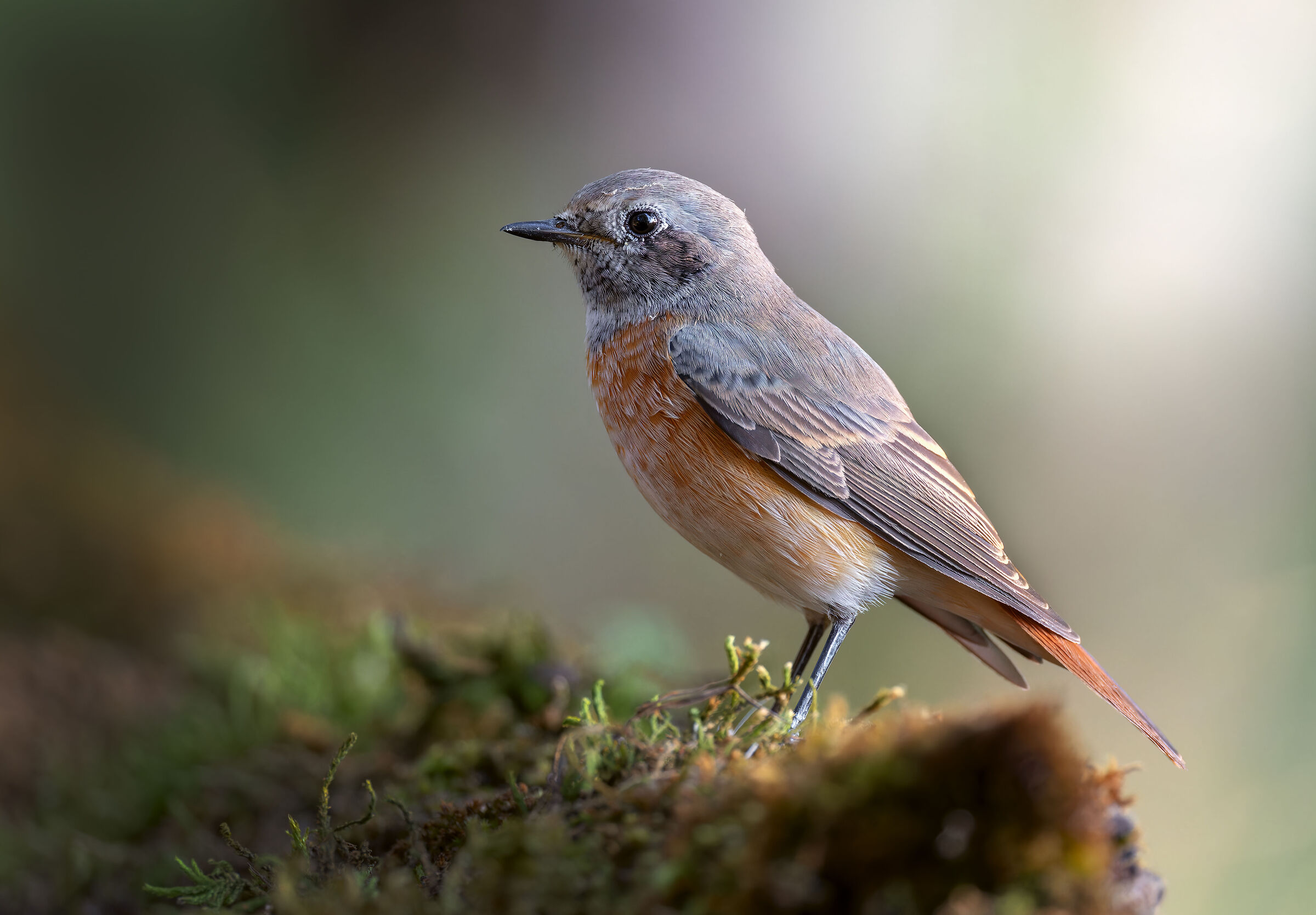 REDSTART