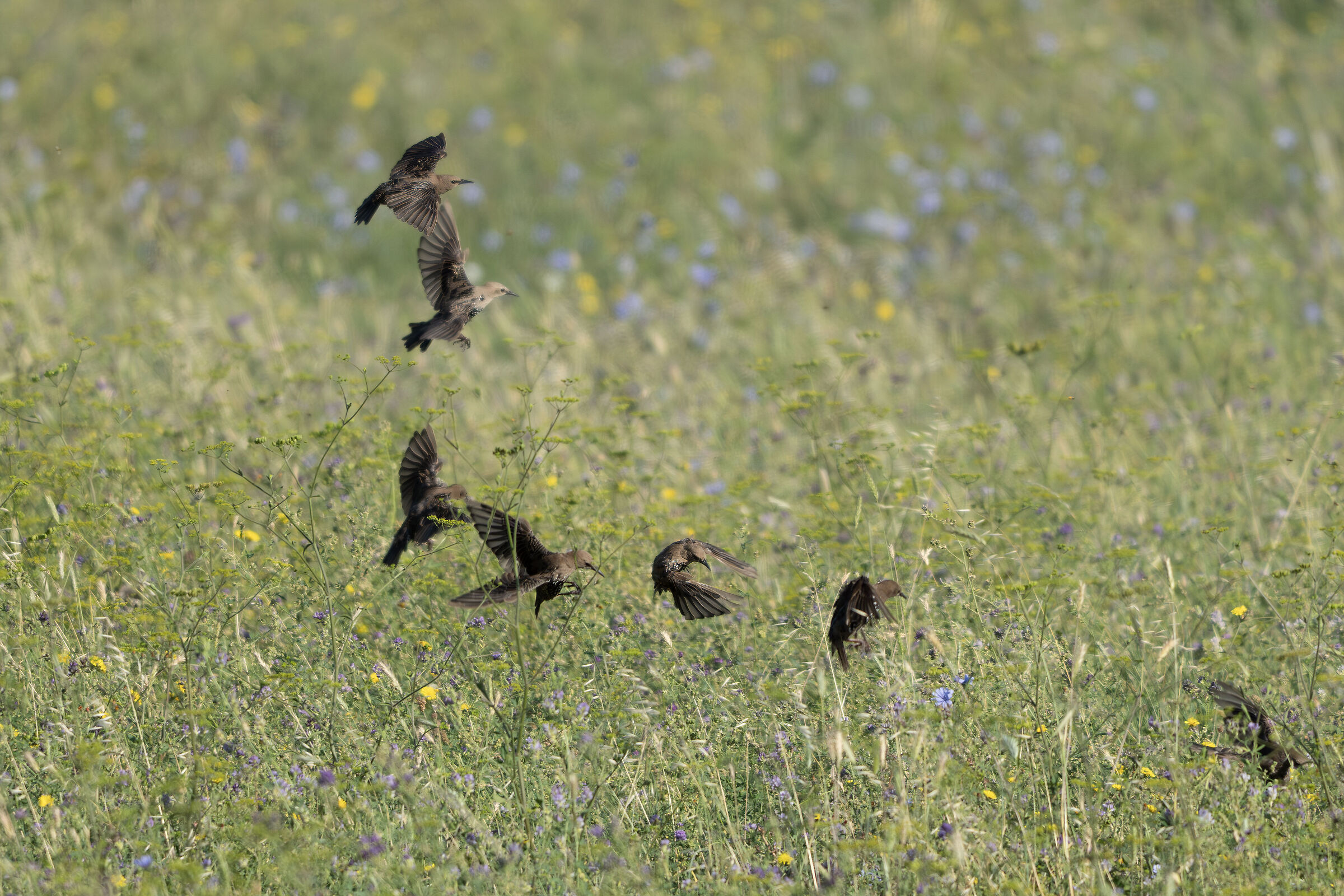 Starlings