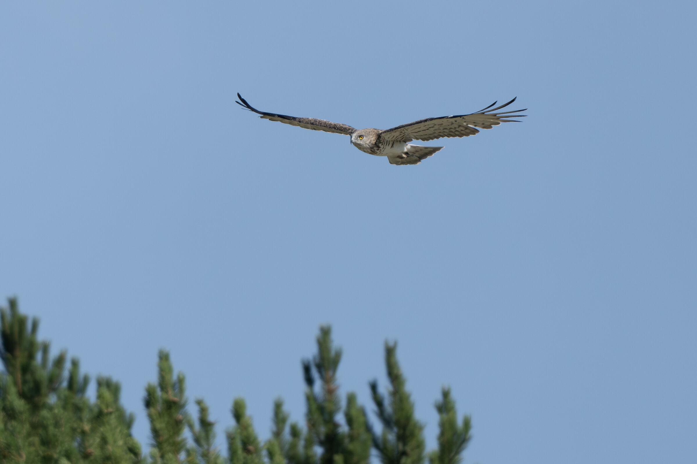 Harrier eagle