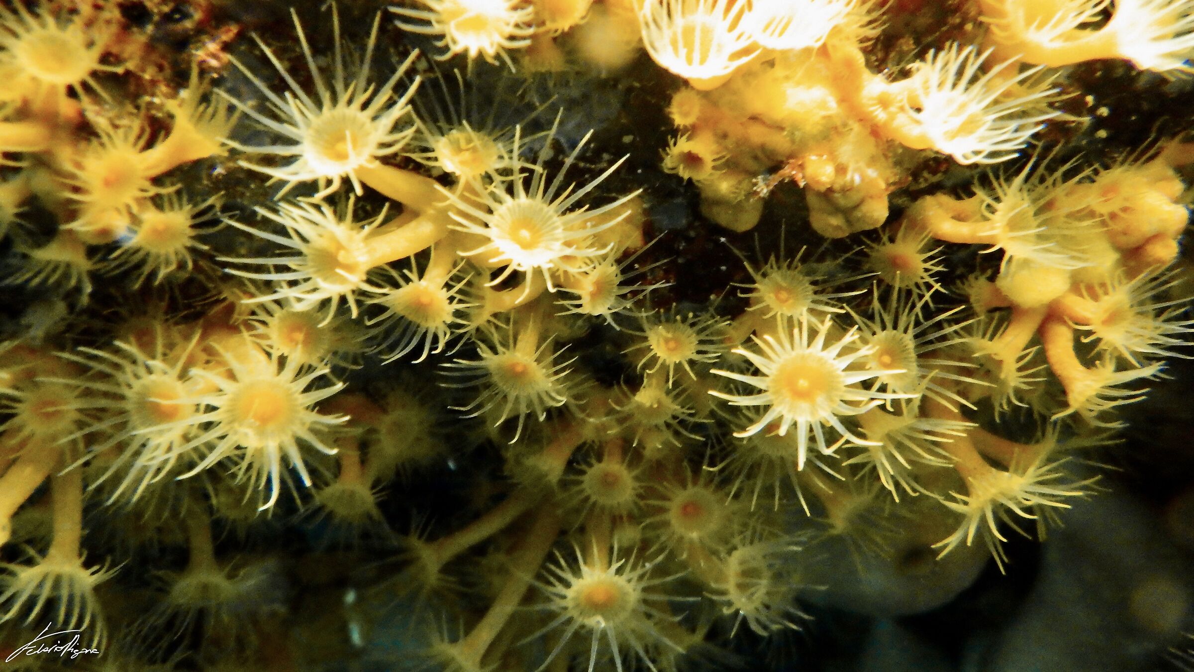 Actiniaria