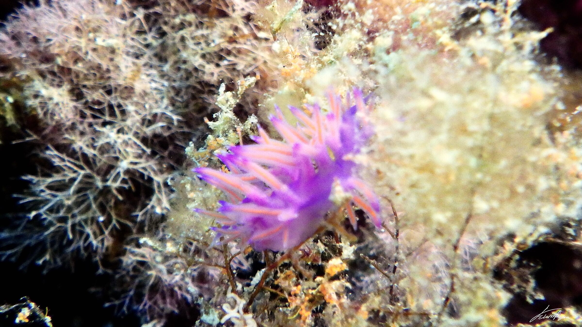 flabellina