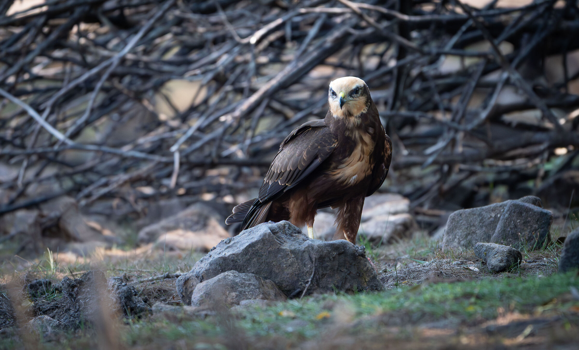 falco di palude femmina