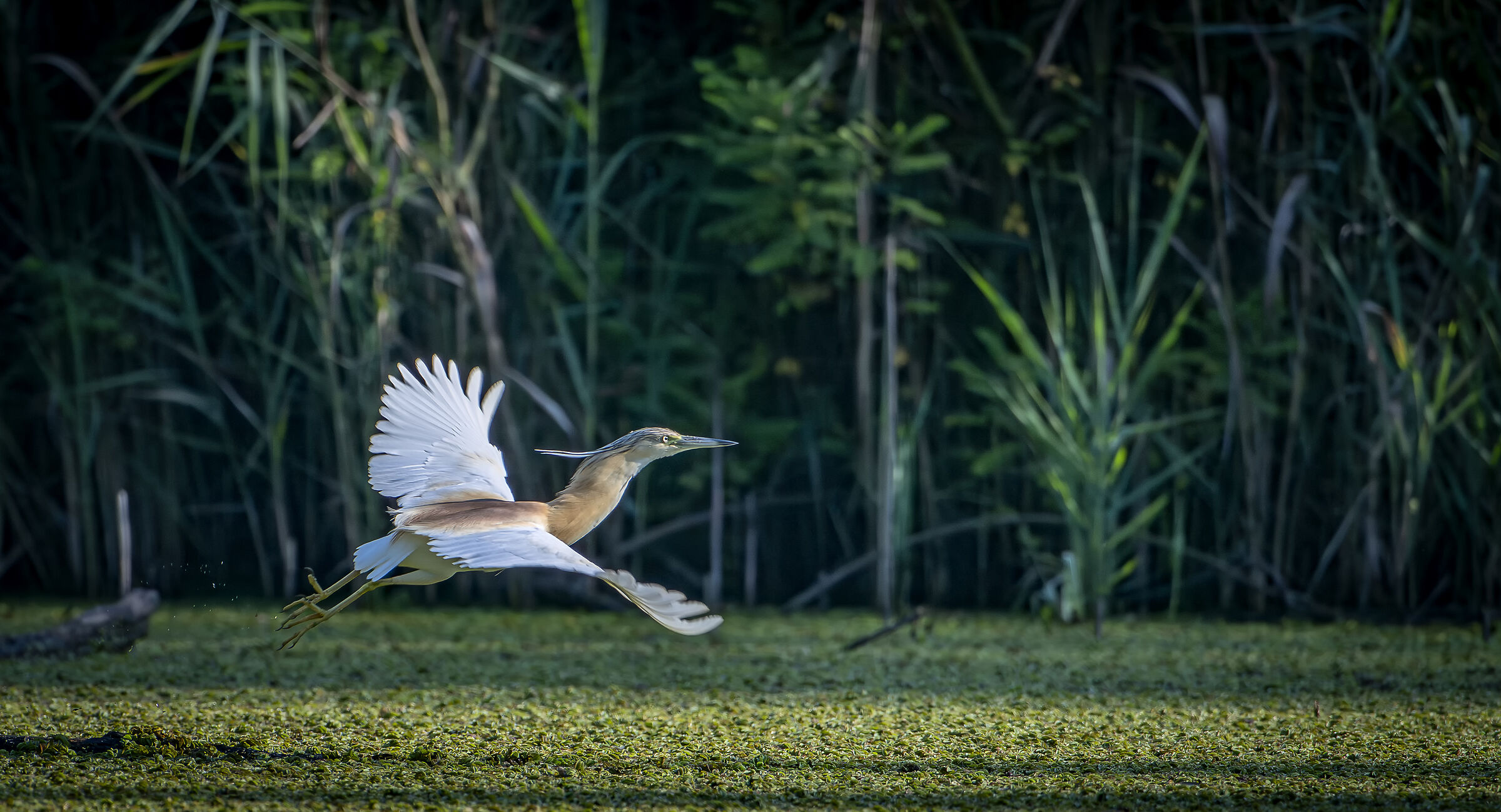 squacco heron