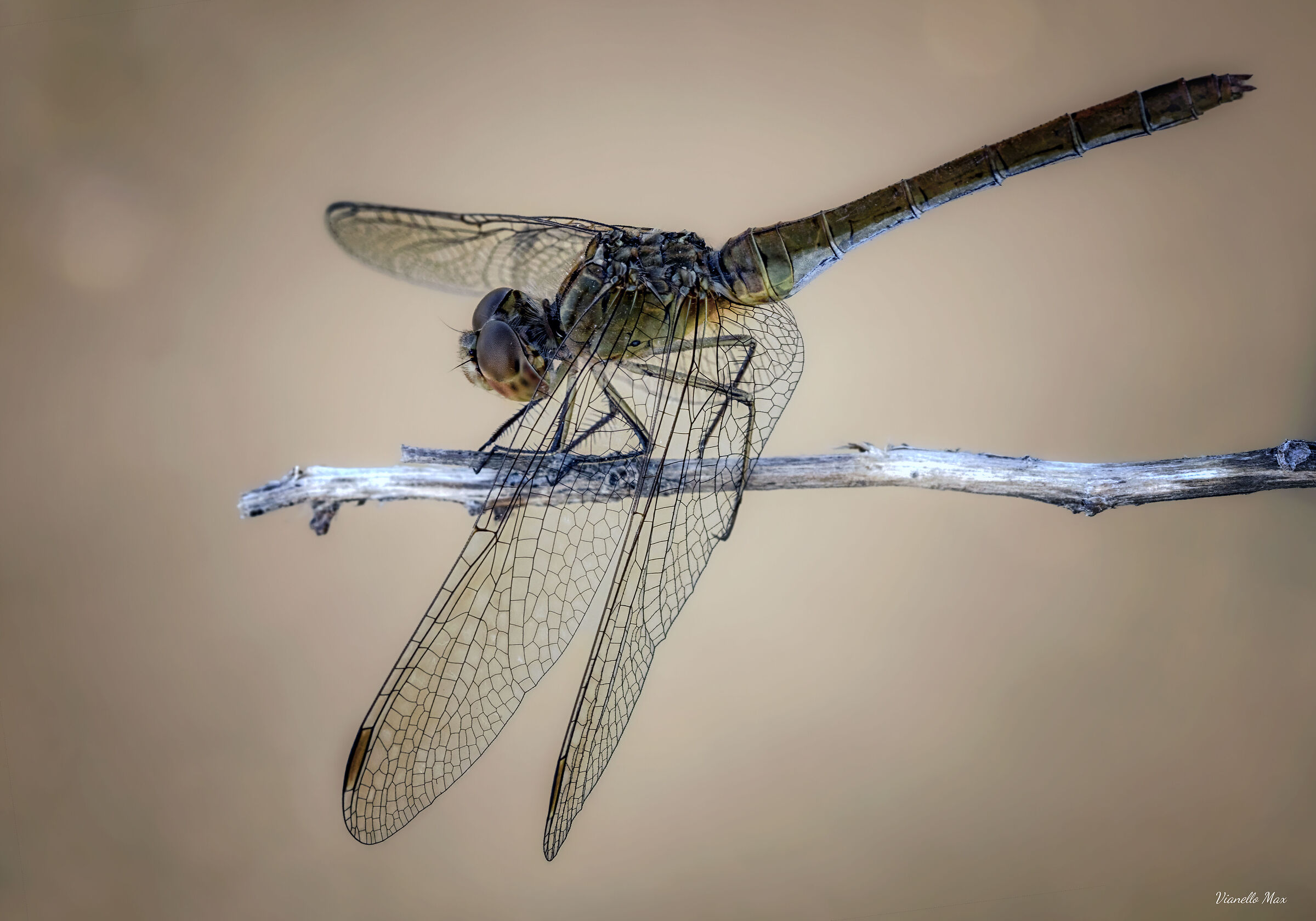 cardinale meridionale