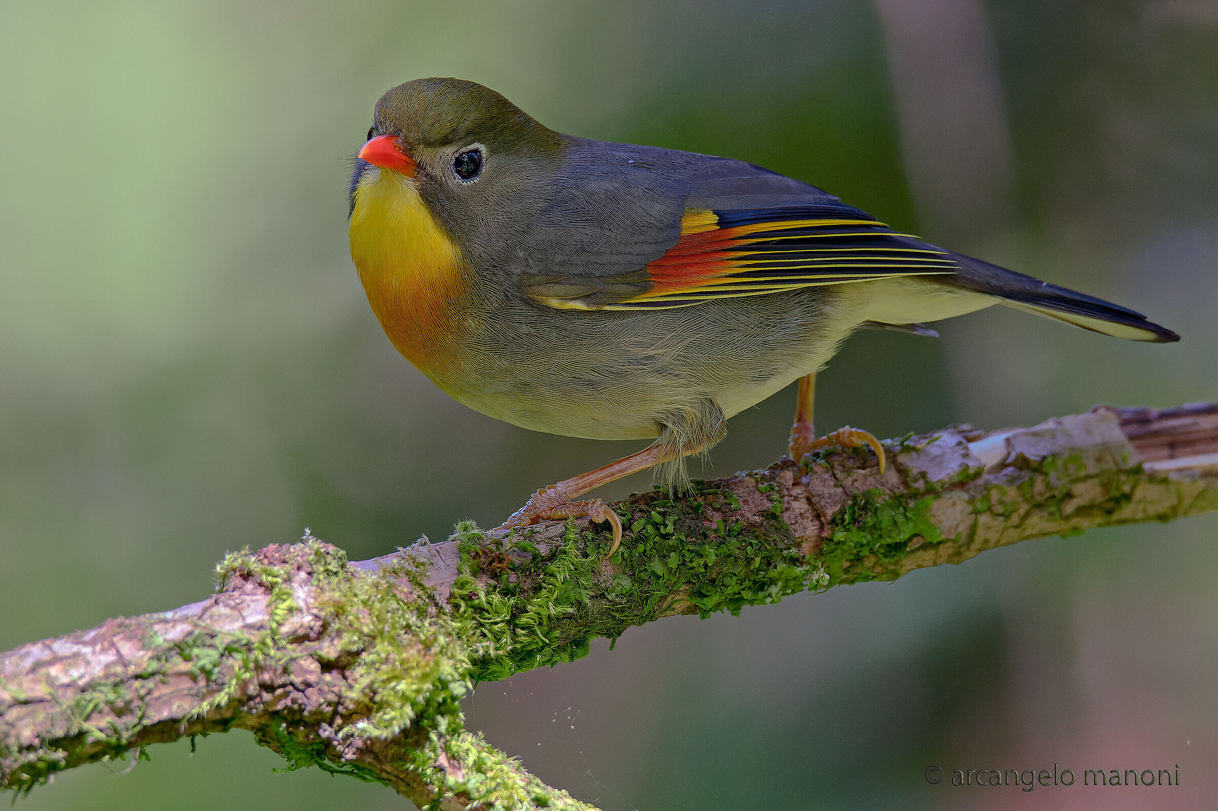 Il ritorno dell'usignolo del Giappone