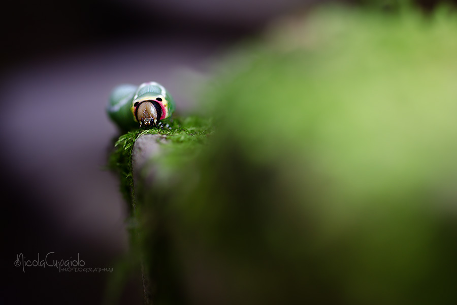 Brucheggiando (Cerura vinula)