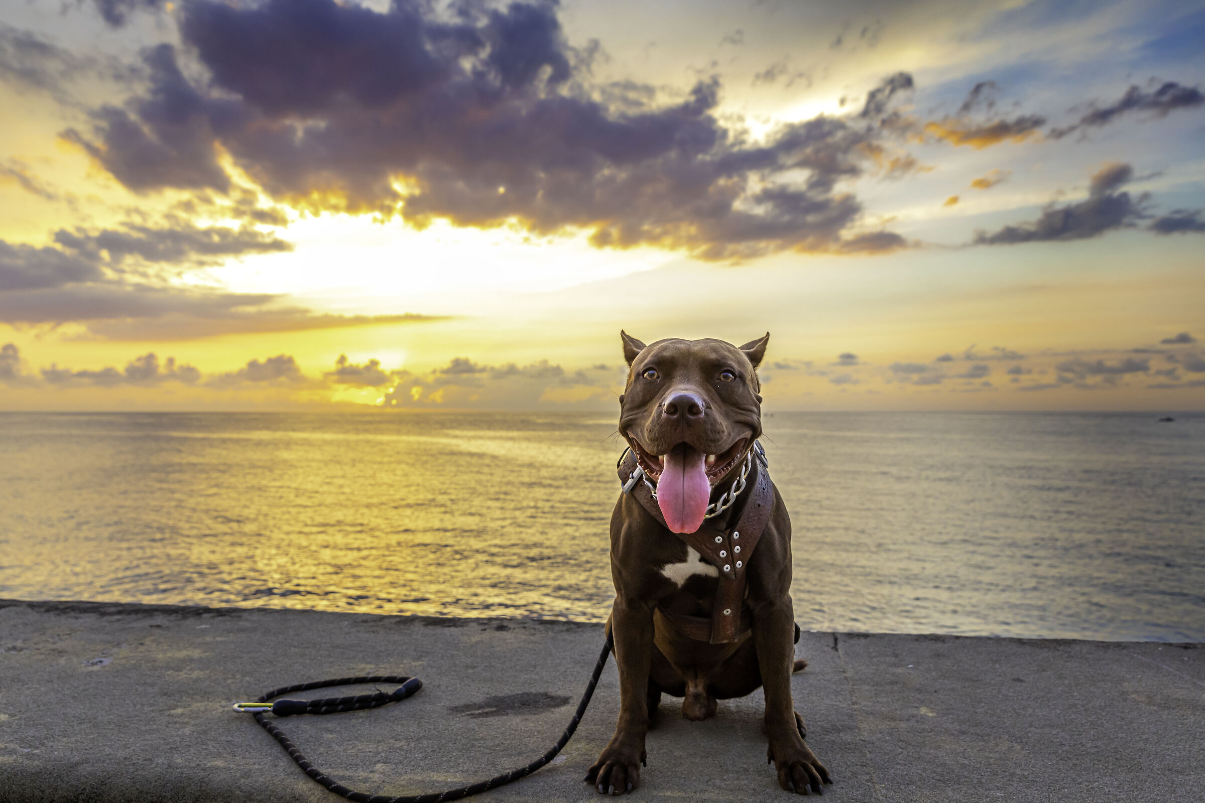 Pitbull