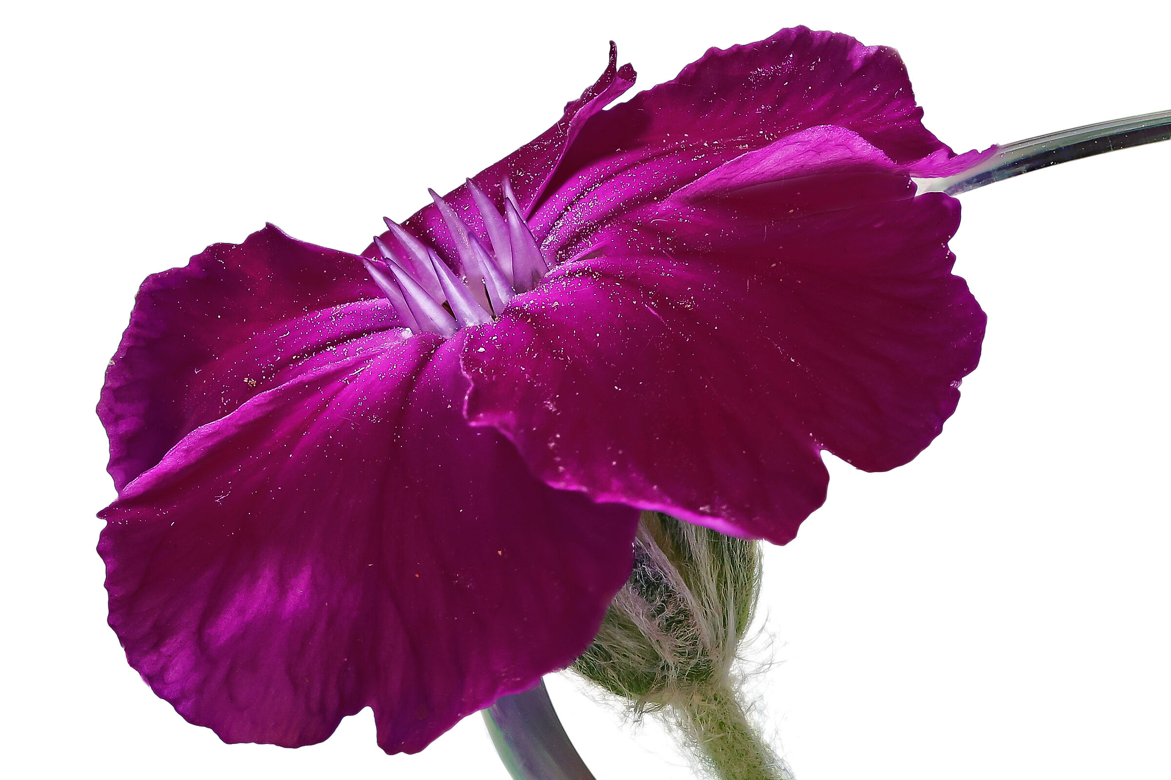 Noi siamo delle Lucciole che stanno nelle tenebre..