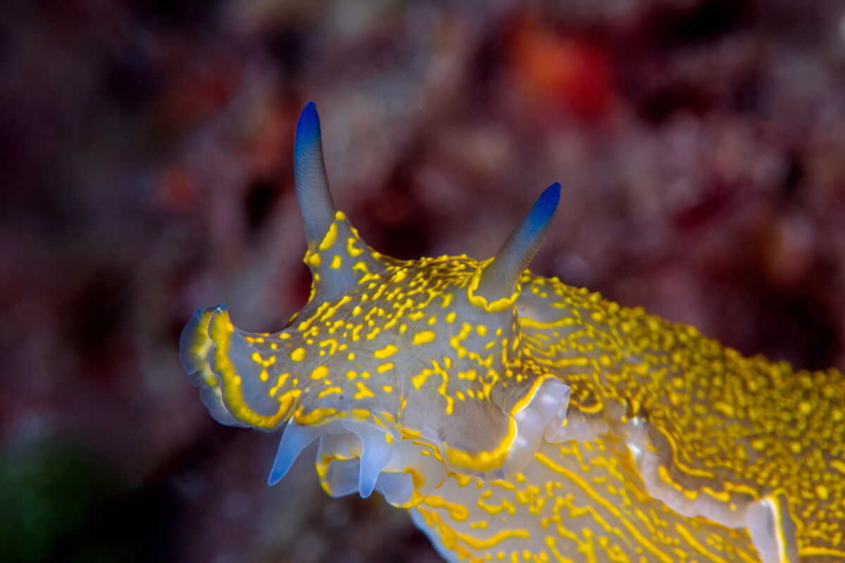 Doride - Portovenere