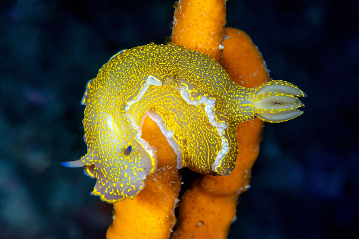 Doride - portovenere