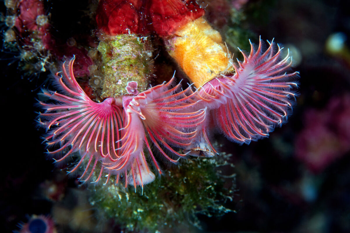 Serrpule - Portovenere