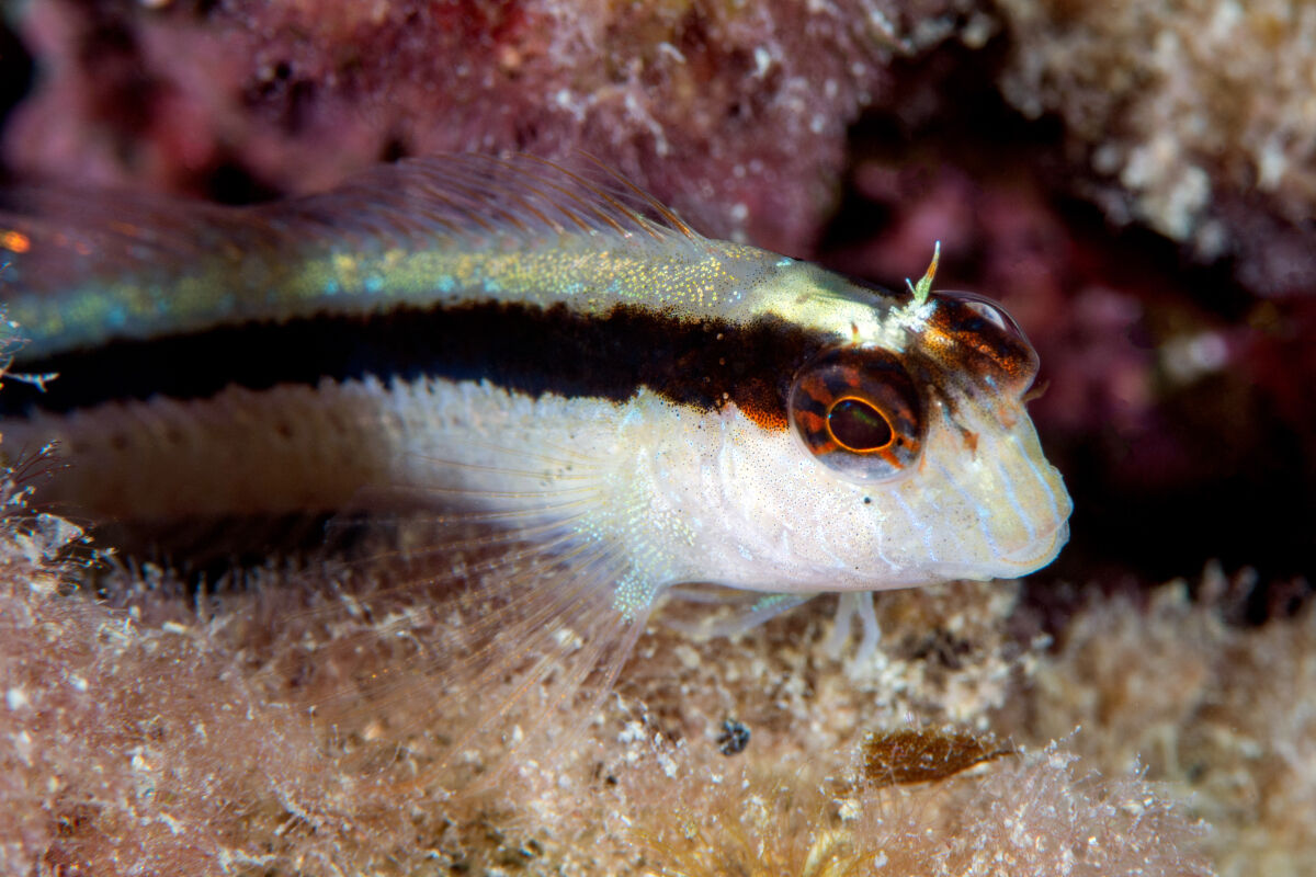 White blennie - Portovenere