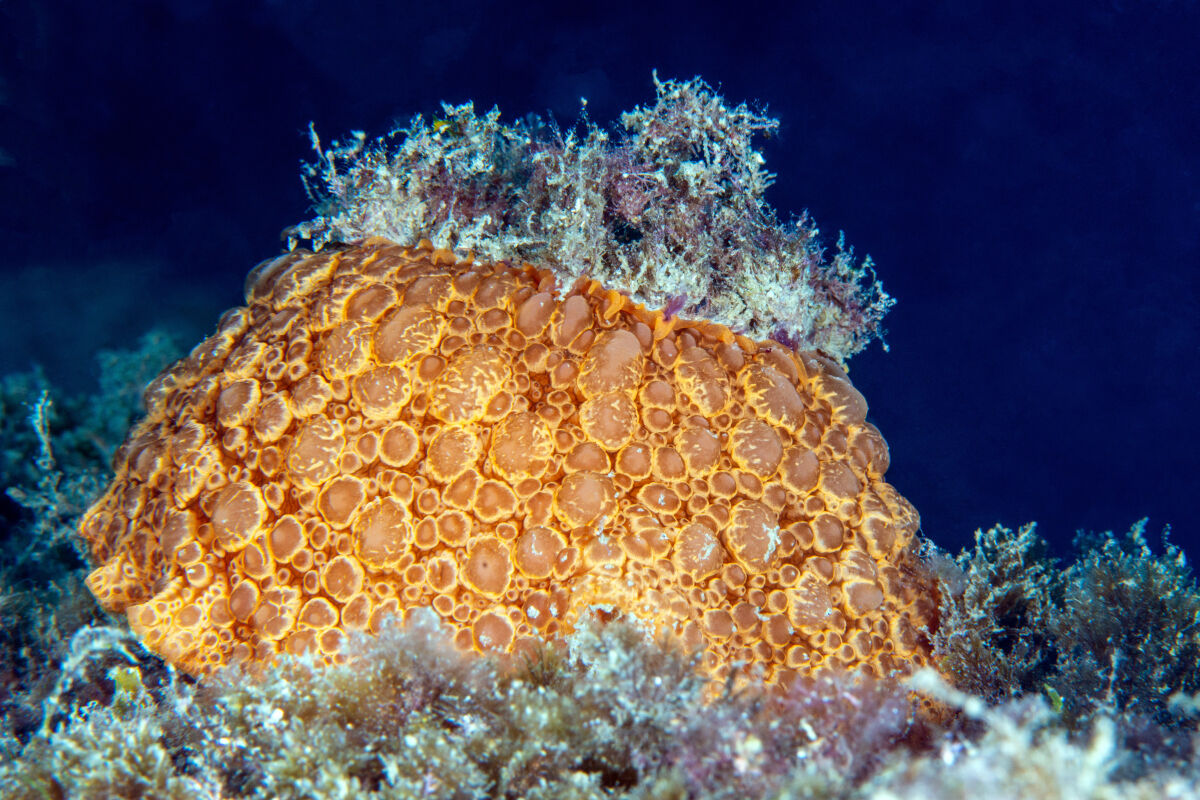 Umbraculum - Portovenere