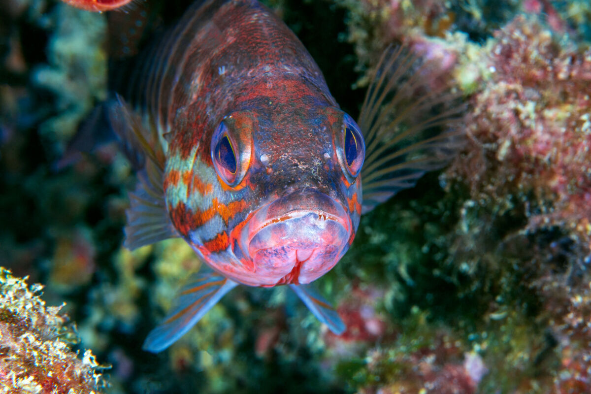 Perchia- Portovenere