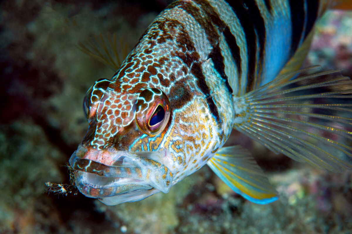 Sciarrano - Portovenere