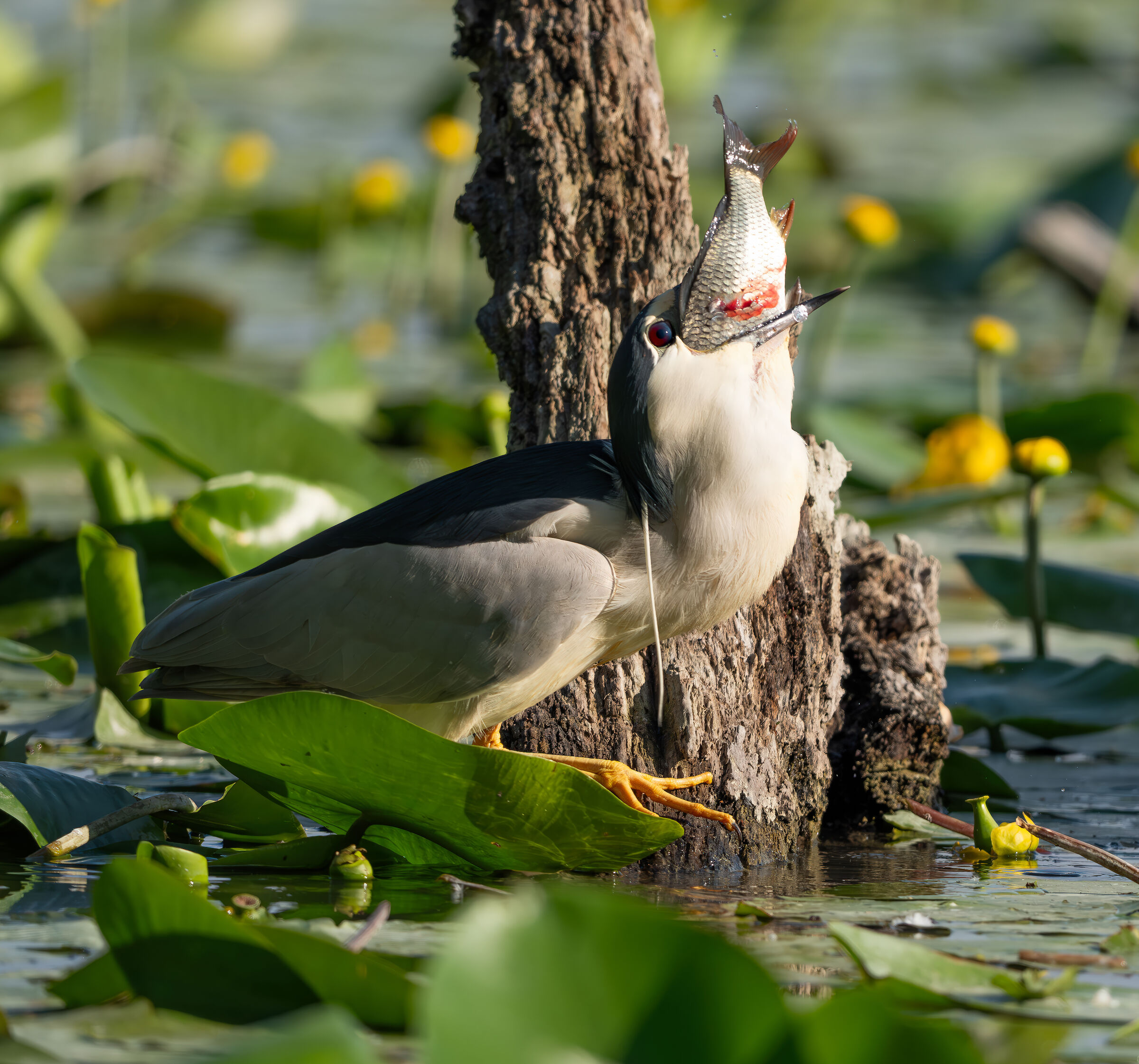 Night Heron with prey