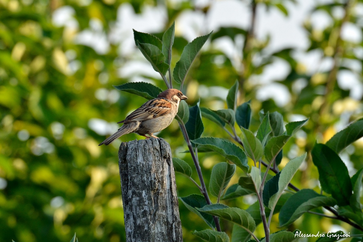 Tree Sparrow