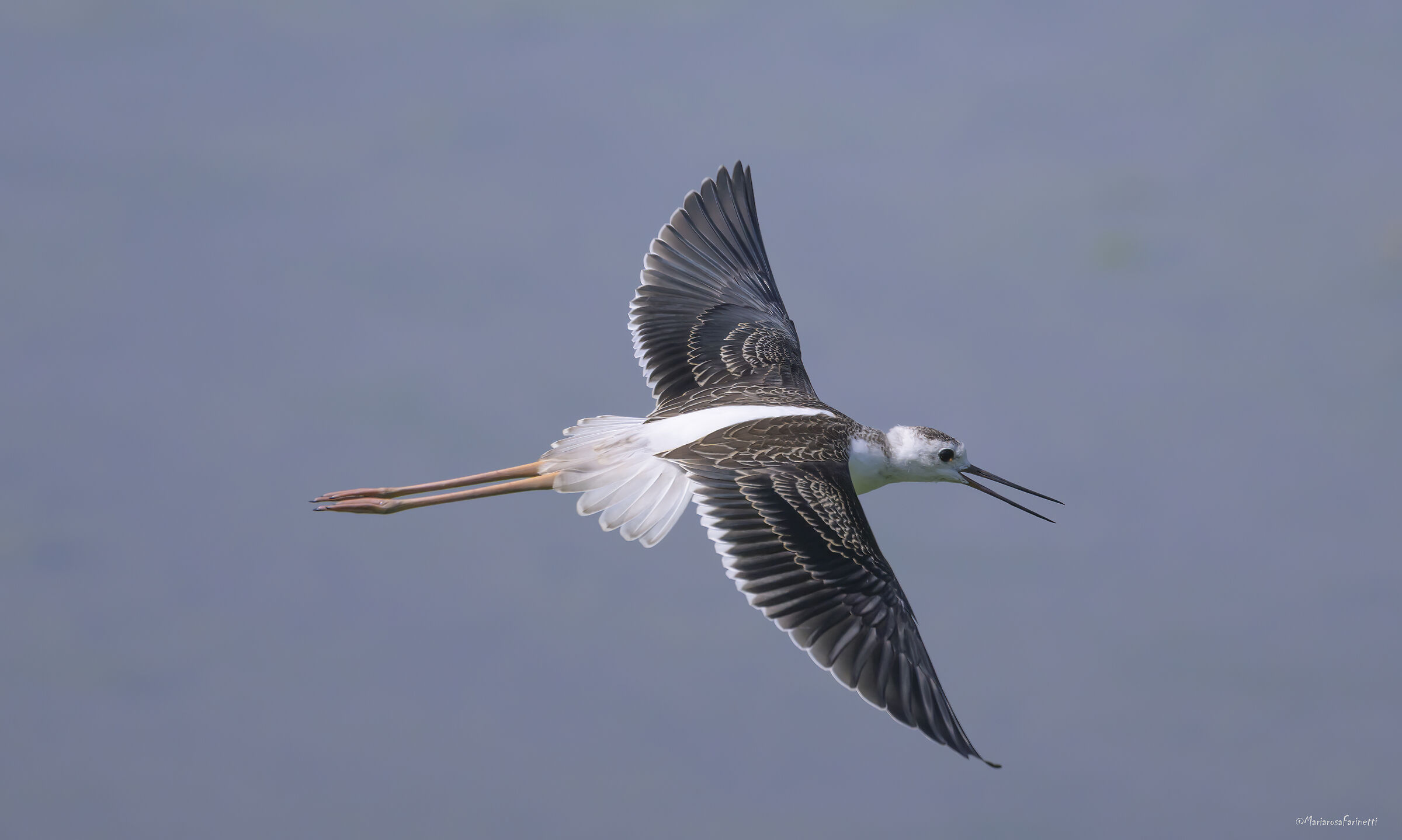 giovane Cavaliere d'Italia