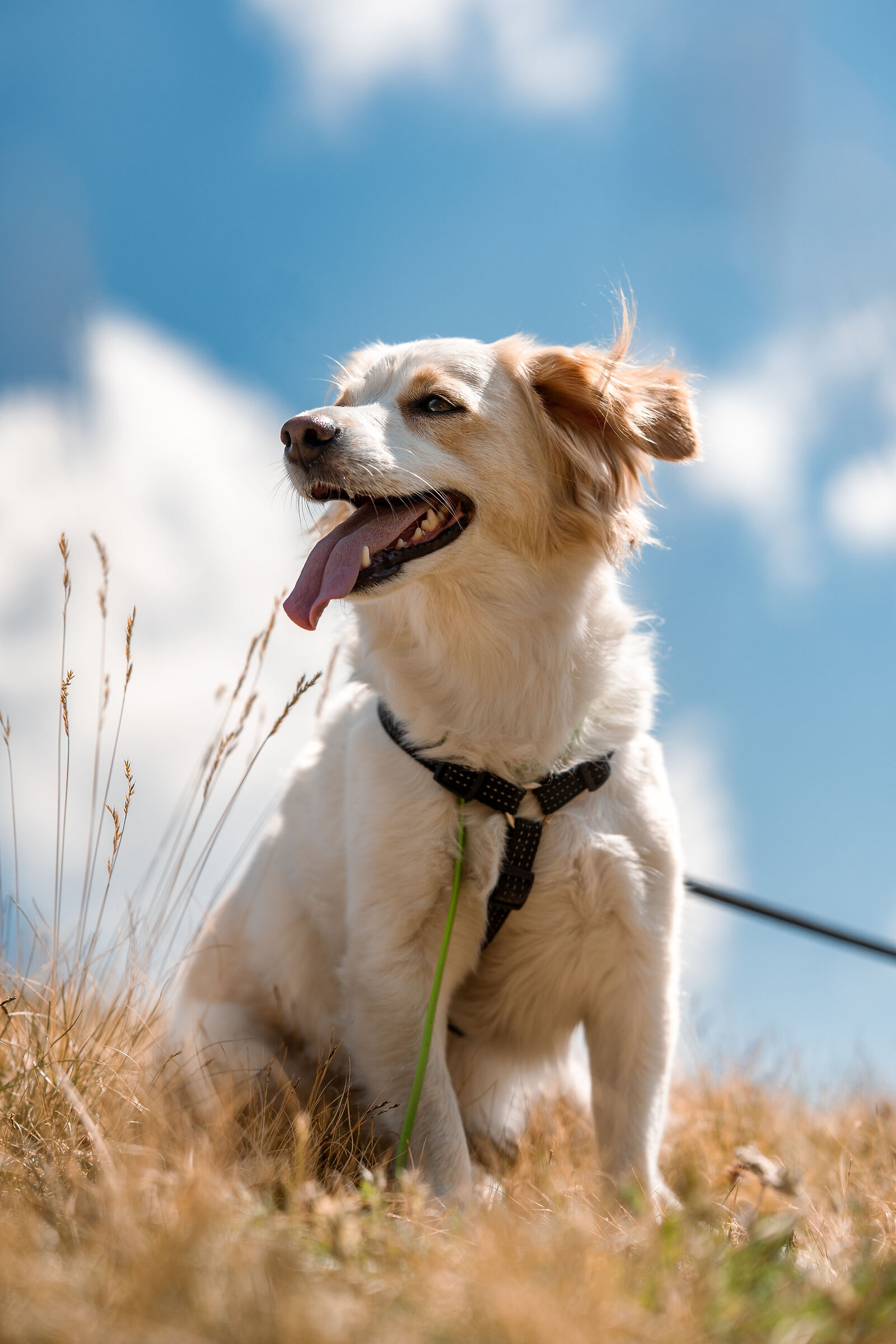 Nocina in Val Varaita