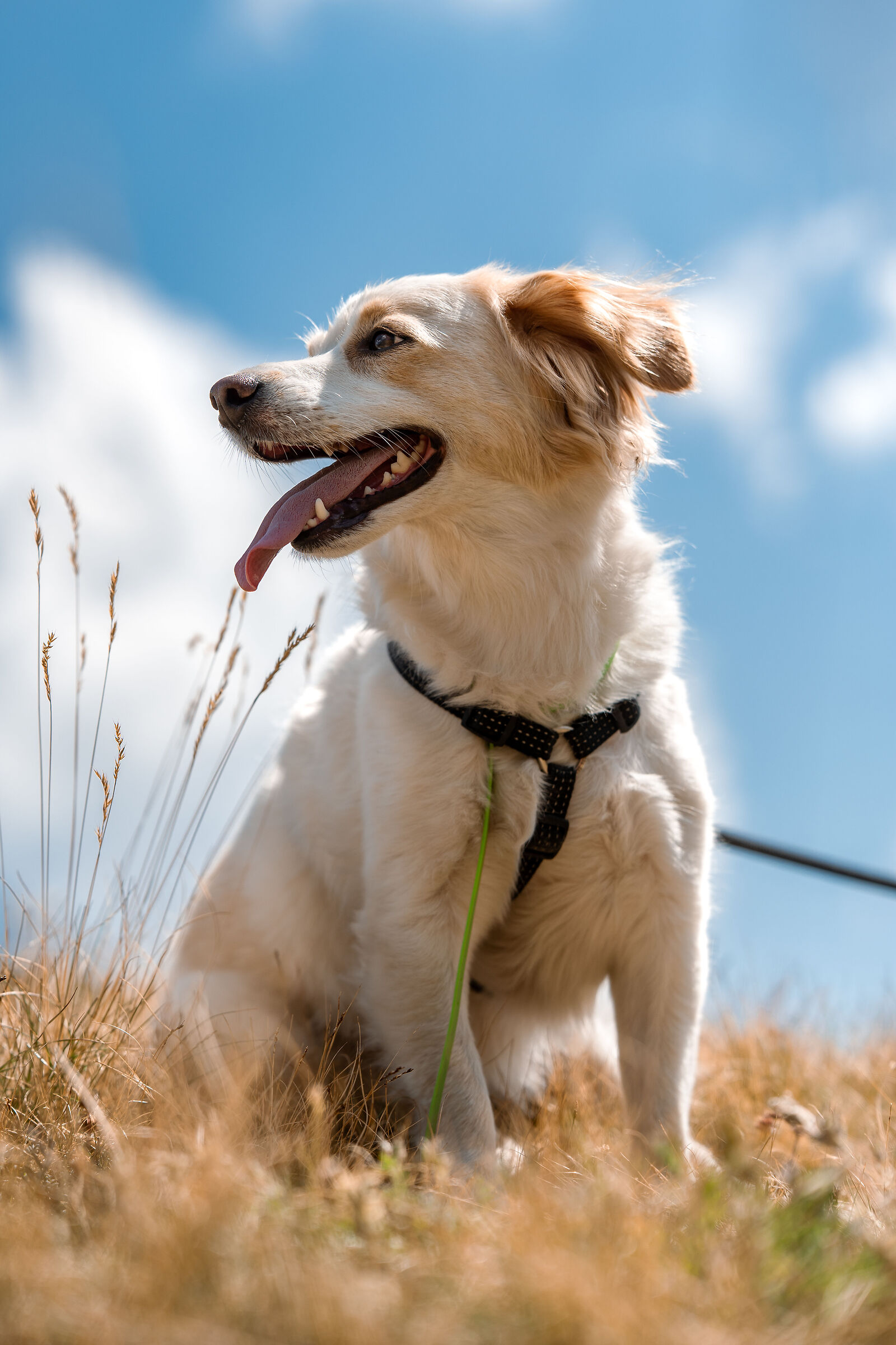 Nocina in Val Varaita