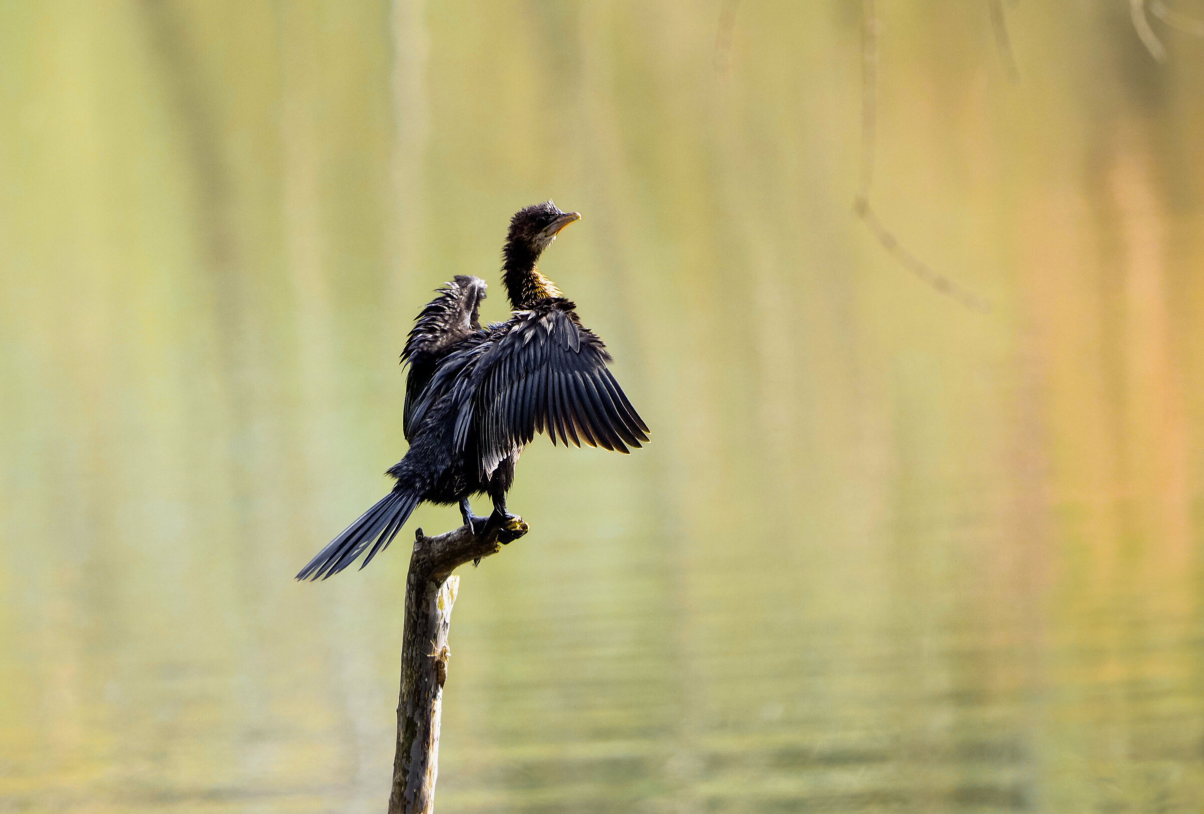 Young cormorant