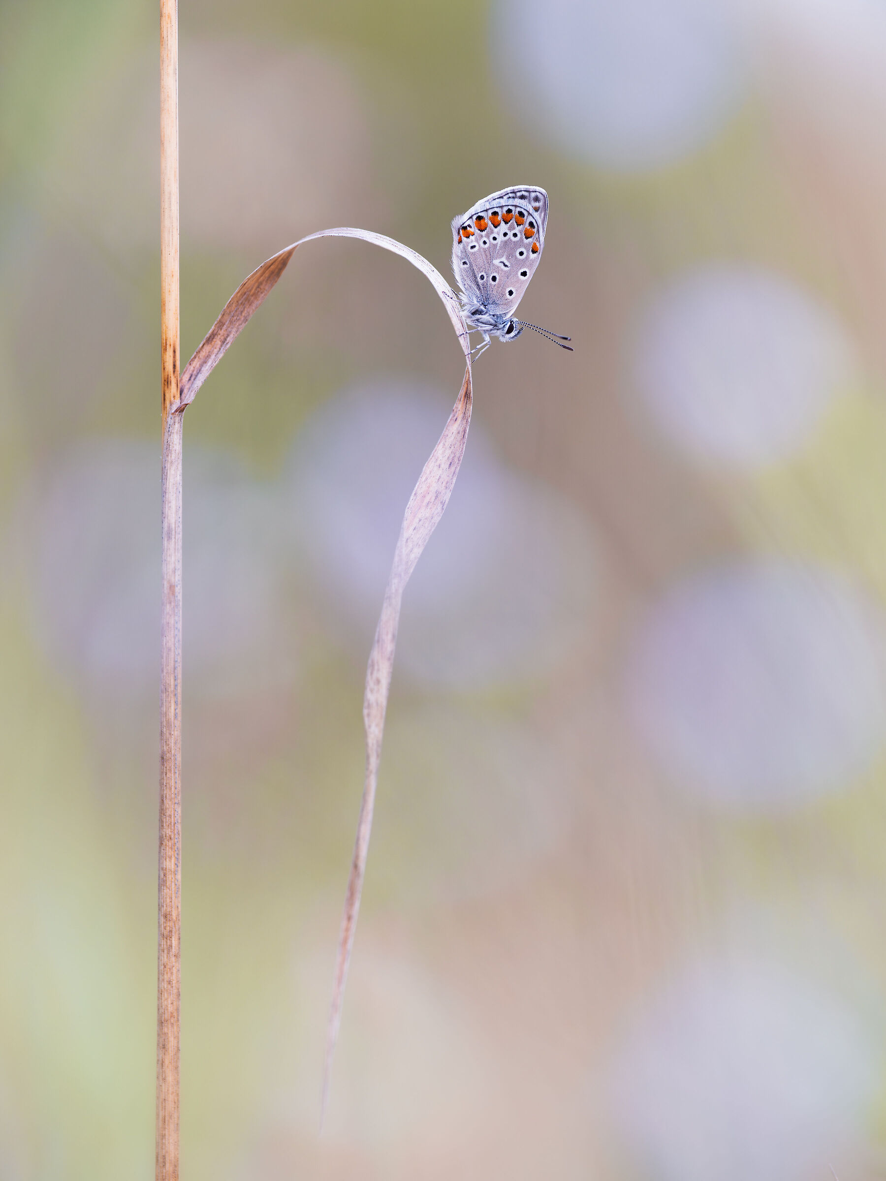 Polyommatus icarus