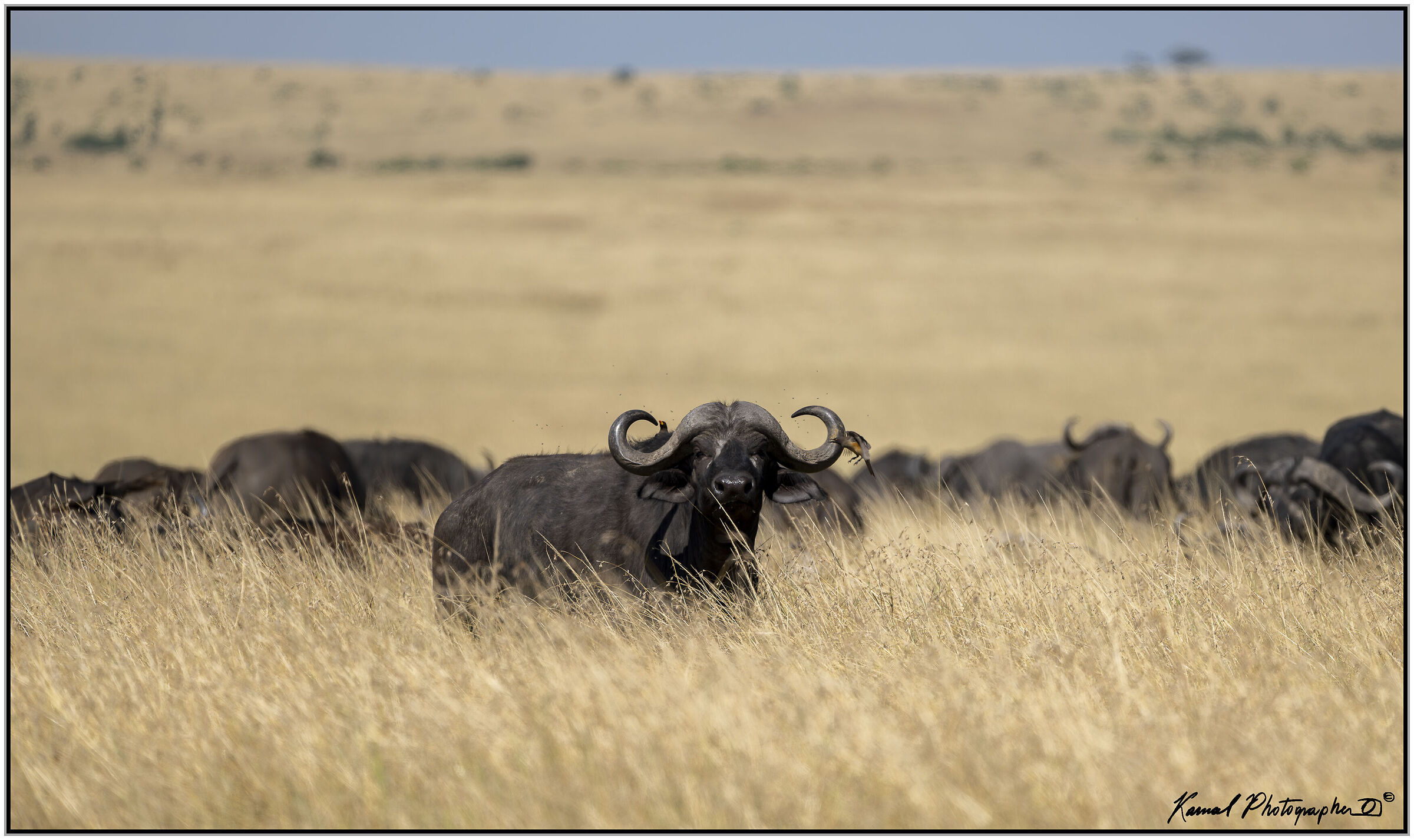 African buffalo (Syncerus caffer)