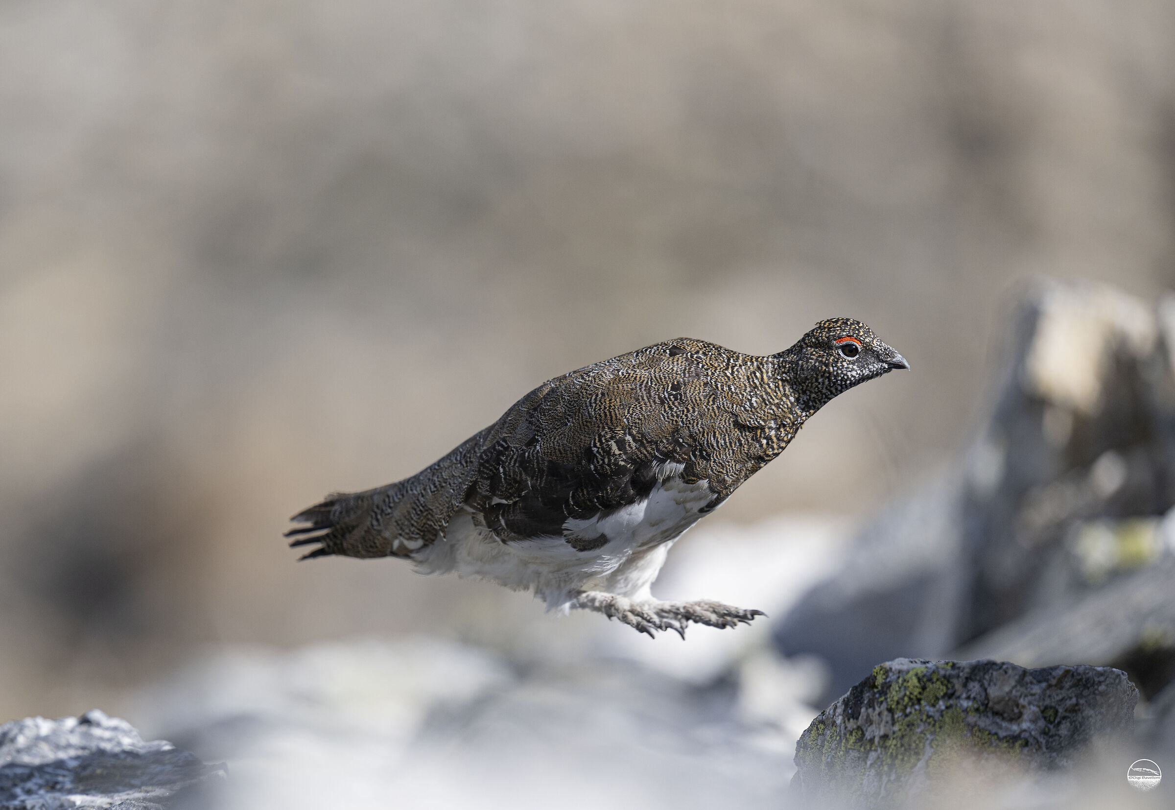 il salto della pernice