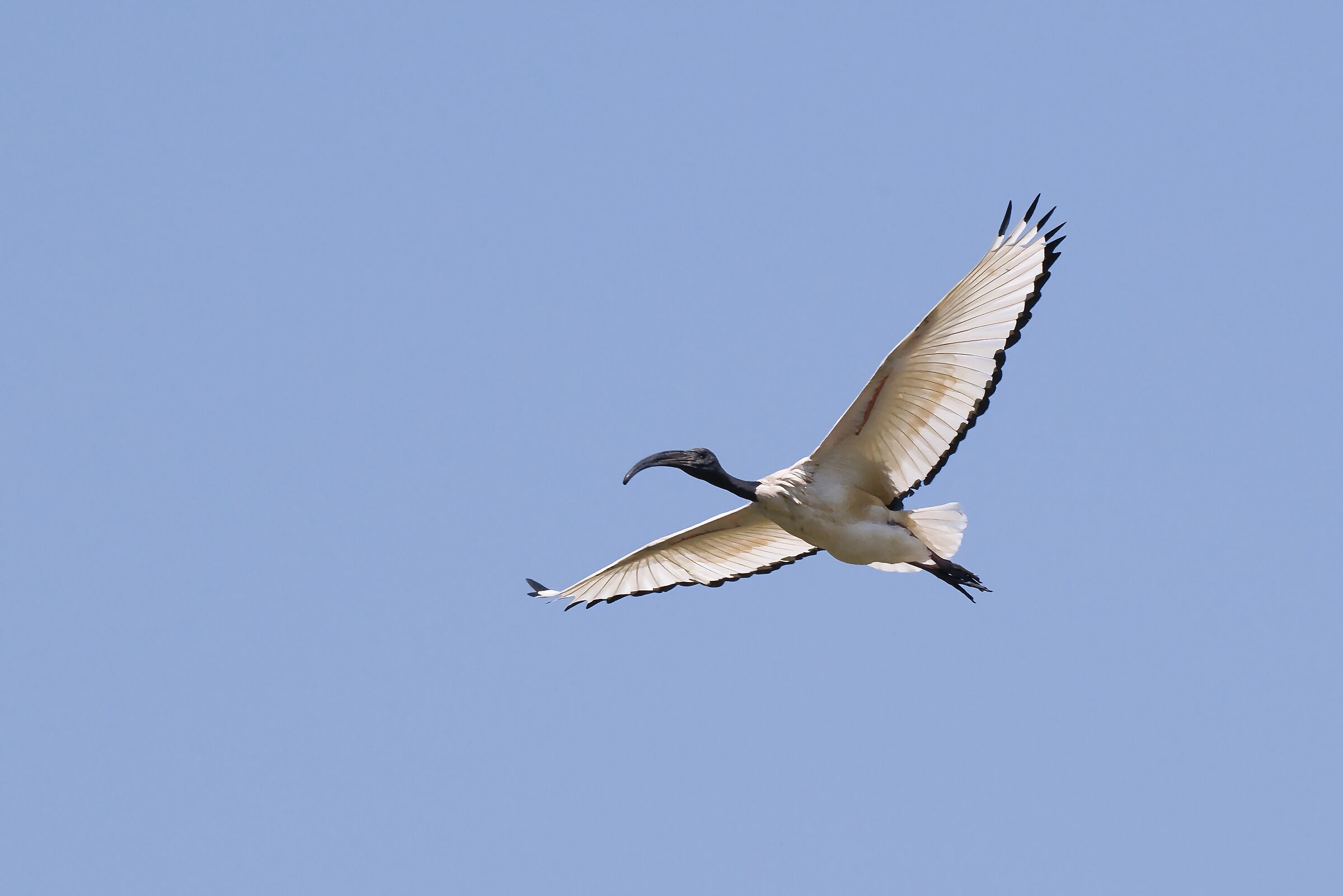 Ibis Sacro