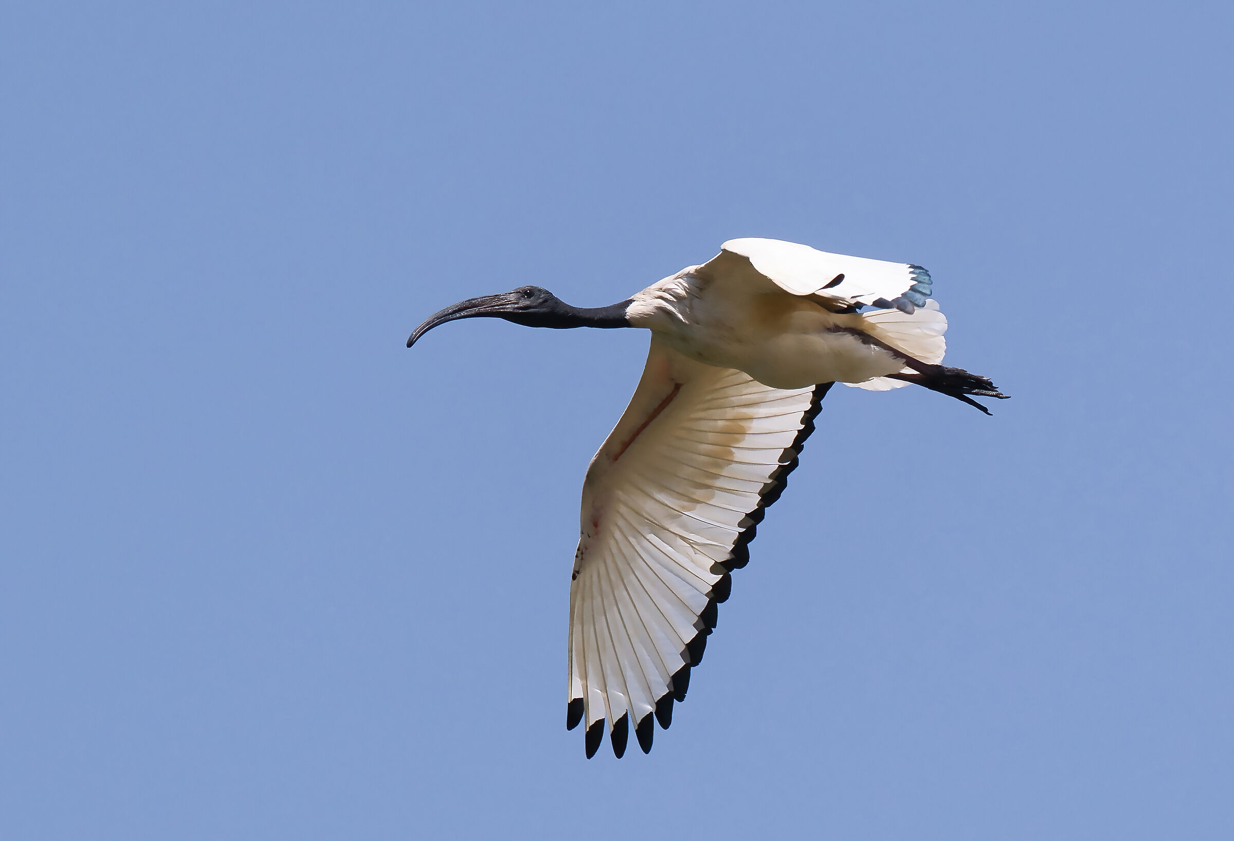 Ibis Sacro 2